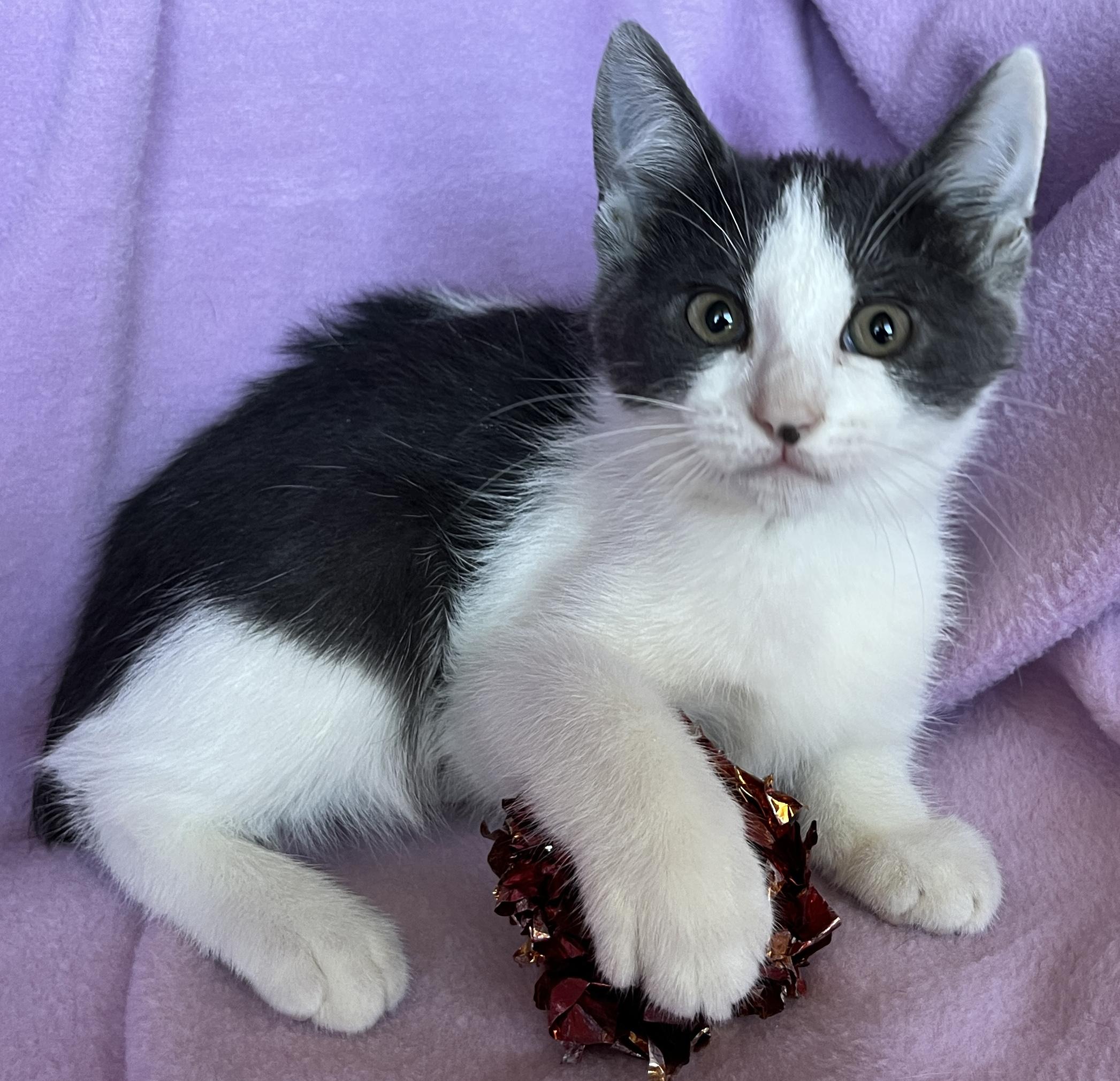 Enlarge Odessa, a ADOPTABLE American Bobtail in Tigard, OR image 2/2