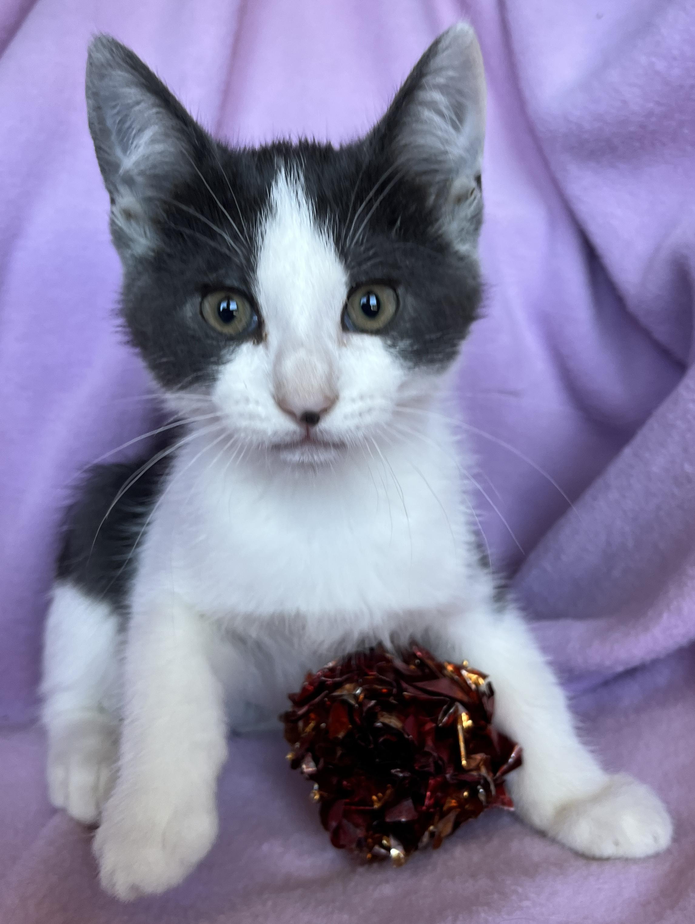 Odessa, ADOPTABLE, Kitten Female American Bobtail.