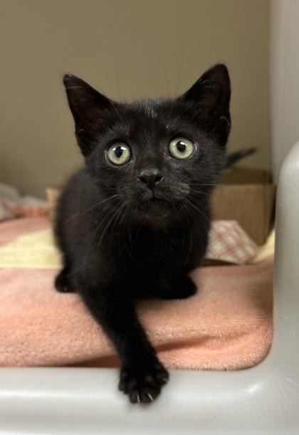 Mitochondria, Adoptable, Kitten Male Domestic Short Hair.