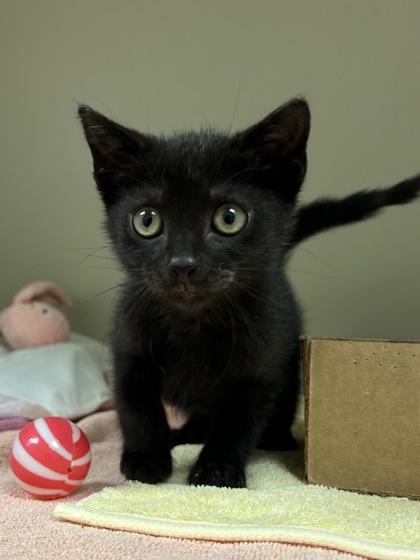 Enlarge Mitochondria, a Adoptable mixed breed in Richmond, VA image 2/3