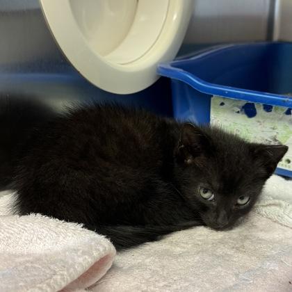 Enlarge Mitochondria, a Adoptable mixed breed in Richmond, VA image 3/3