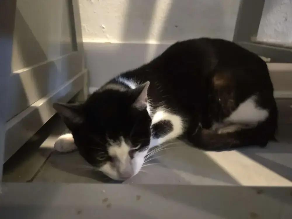 Enlarge Zosime, a Adoptable Domestic Short Hair in Grand Rapids, MI image 2/2