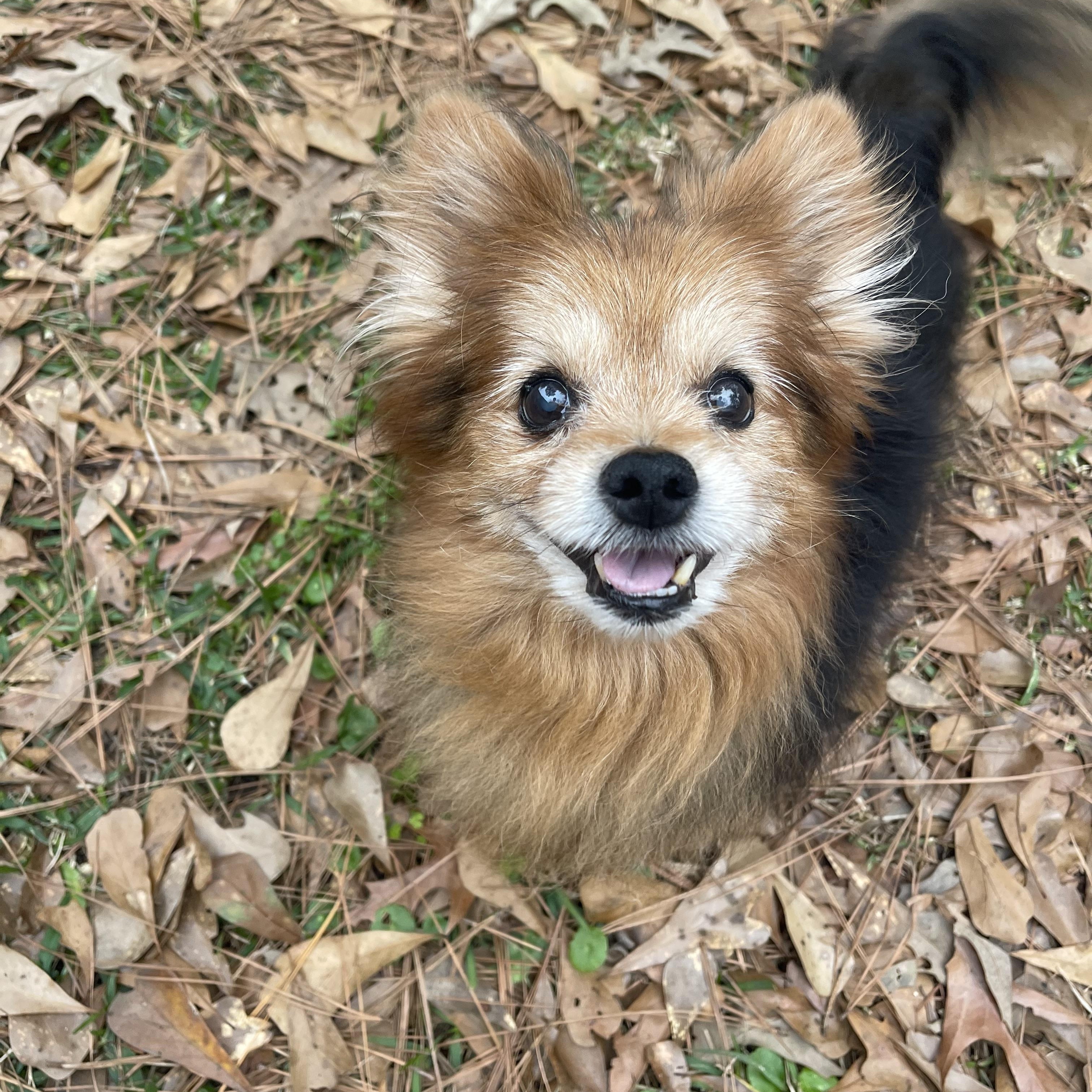 Enlarge Koda, a ADOPTABLE Pomeranian in Baton Rouge, LA image 6/6