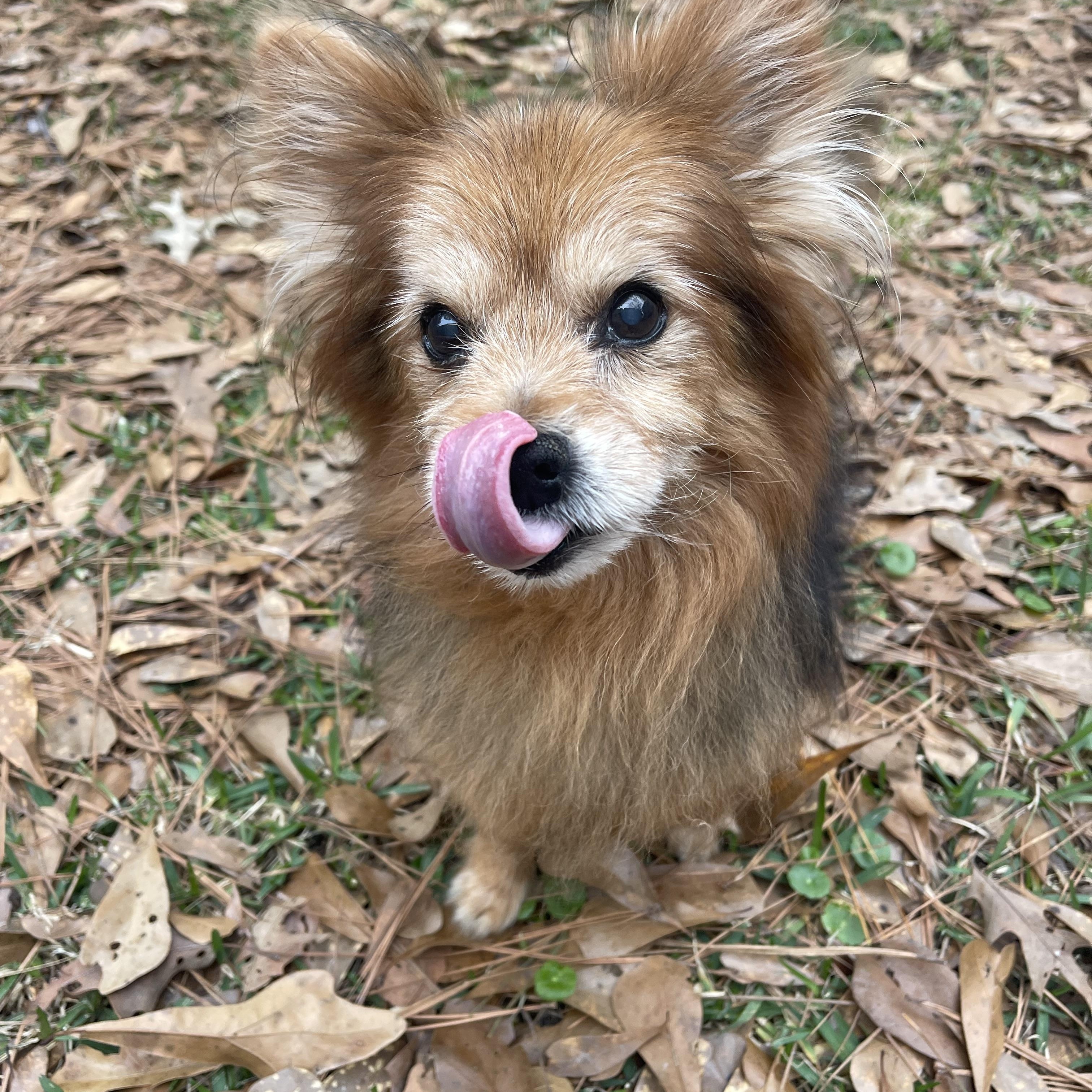 Enlarge Koda, a ADOPTABLE Pomeranian in Baton Rouge, LA image 5/6
