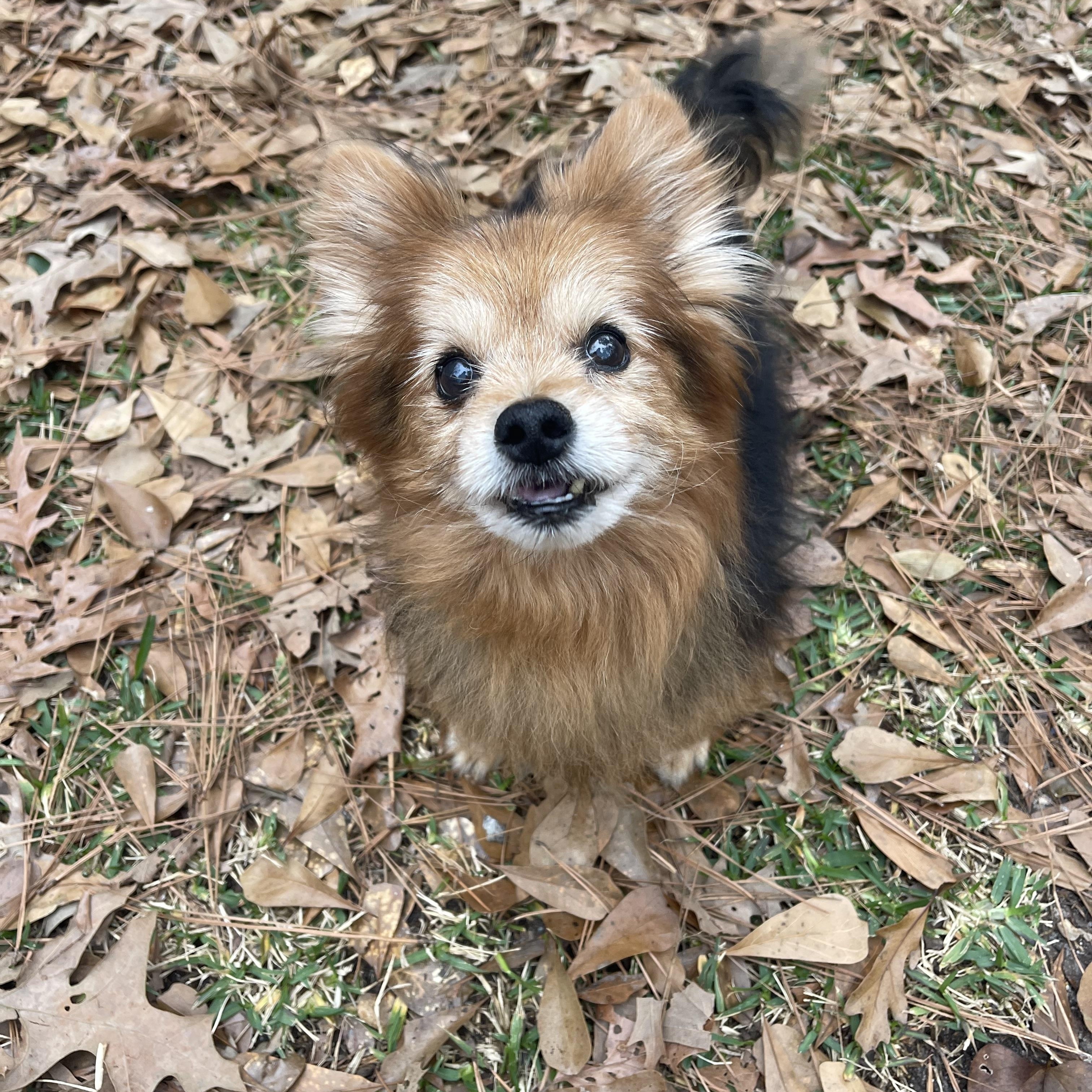 Enlarge Koda, a ADOPTABLE Pomeranian in Baton Rouge, LA image 3/6