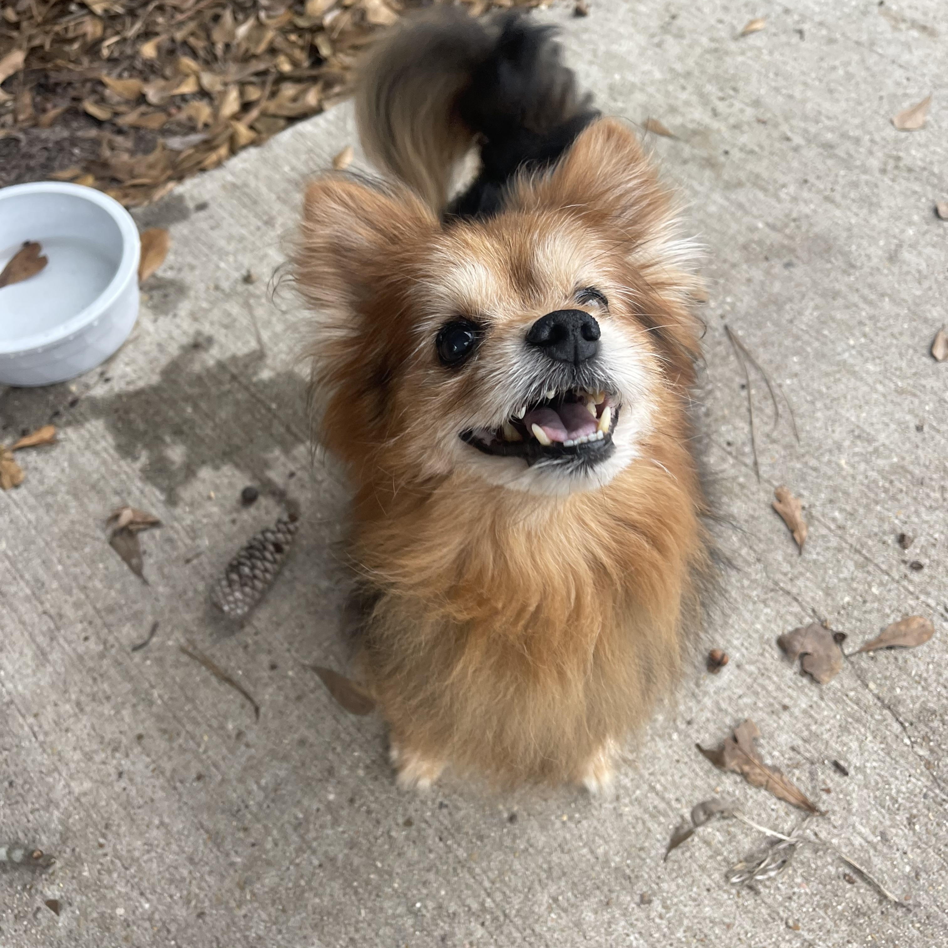 Enlarge Koda, a ADOPTABLE Pomeranian in Baton Rouge, LA image 2/6