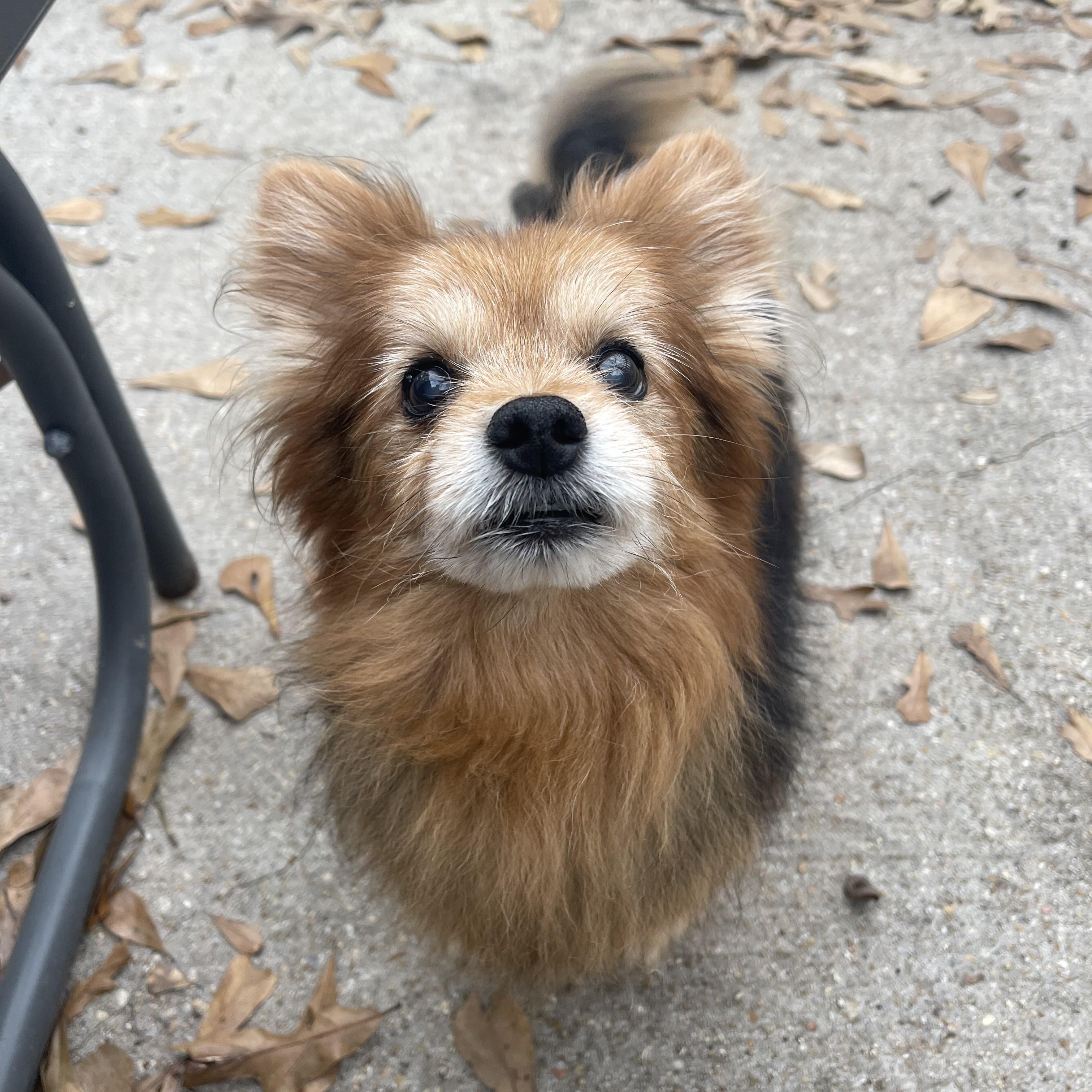 Enlarge Koda, a ADOPTABLE Pomeranian in Baton Rouge, LA image 4/6