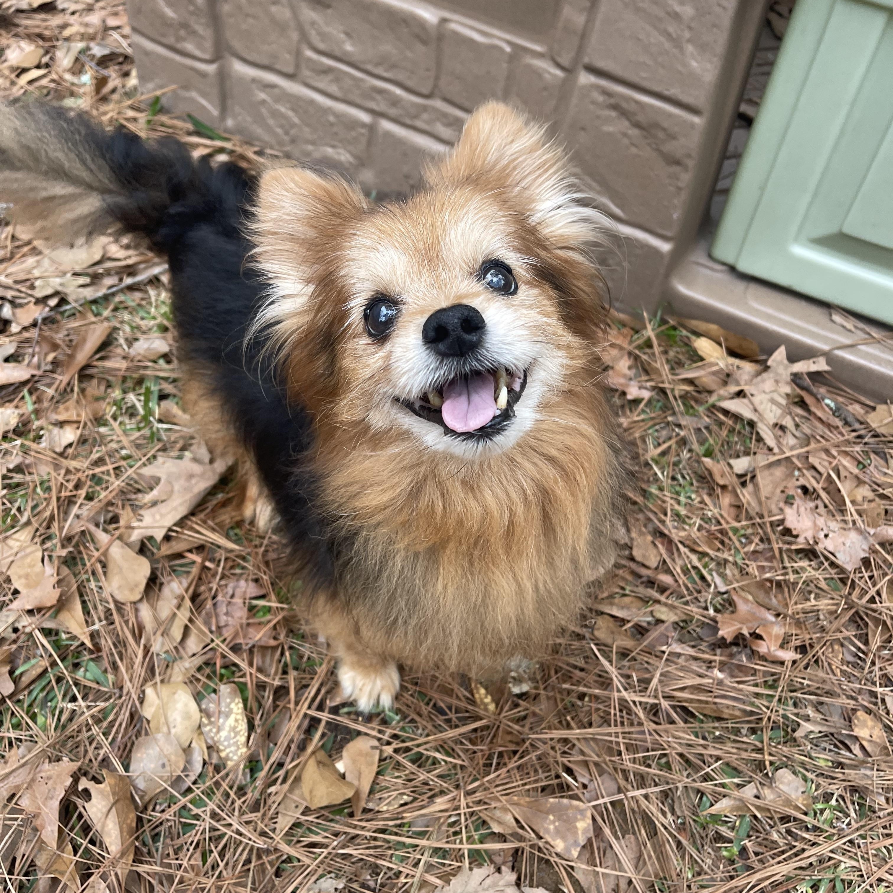 Koda, ADOPTABLE, Senior Male Pomeranian.