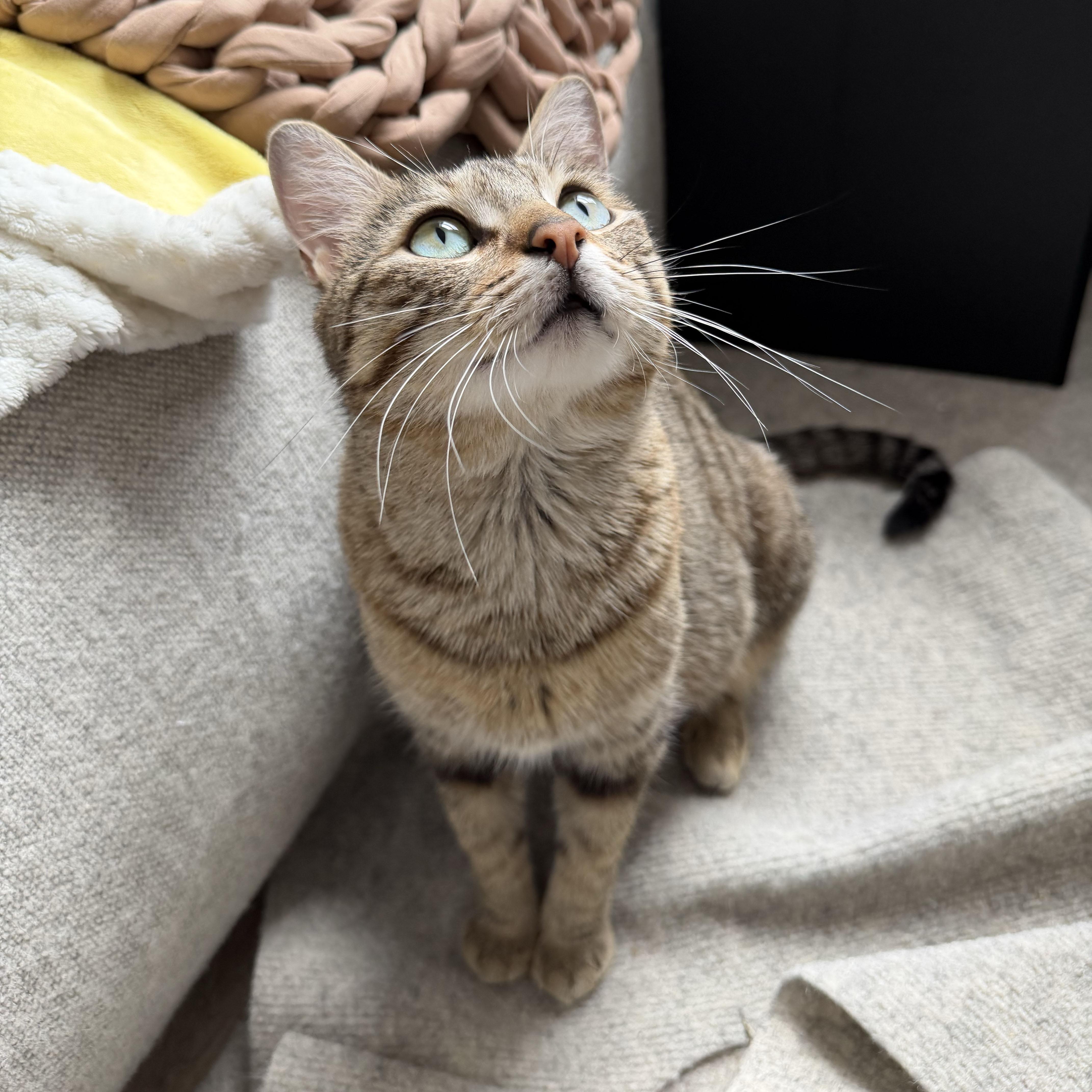 Enlarge Fluff N Fold, a ADOPTABLE Domestic Short Hair in BROOKLYN, NY image 2/6