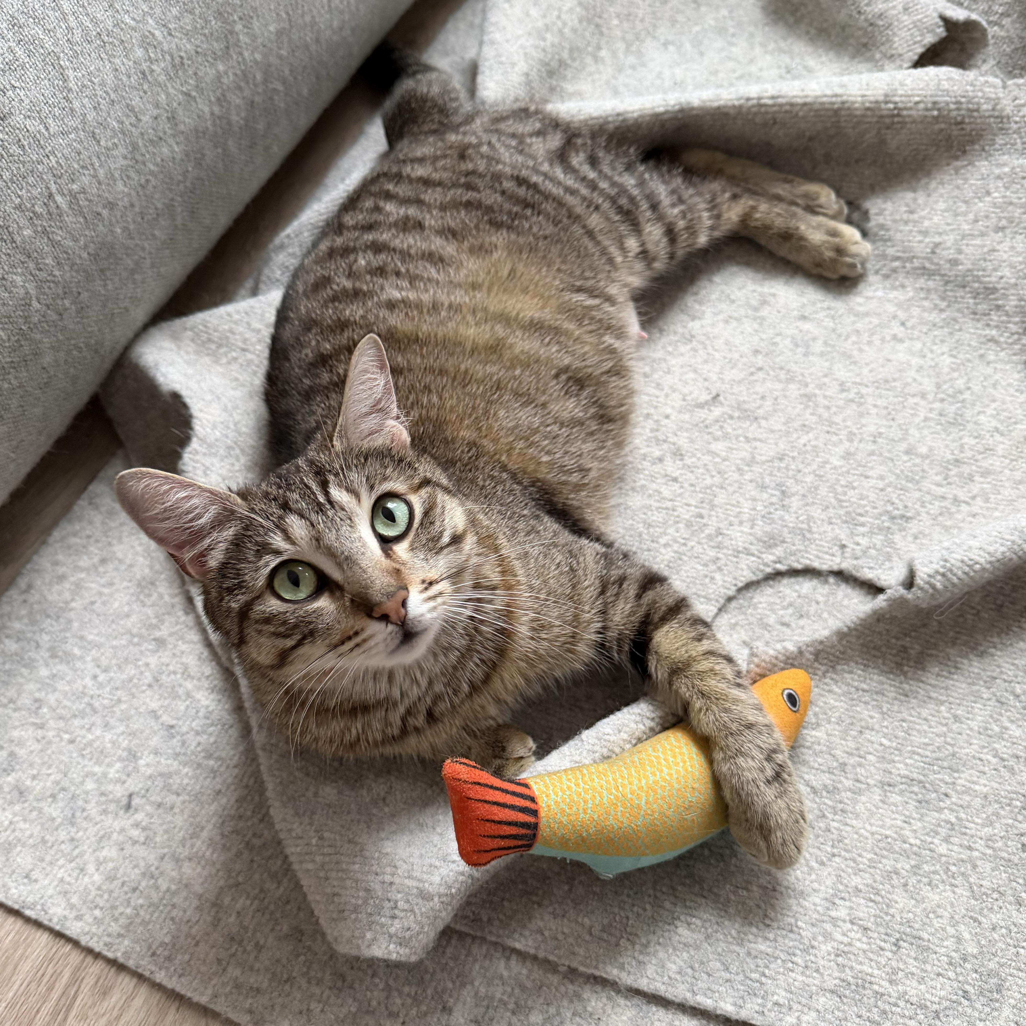 Enlarge Fluff N Fold, a ADOPTABLE Domestic Short Hair in BROOKLYN, NY image 4/6