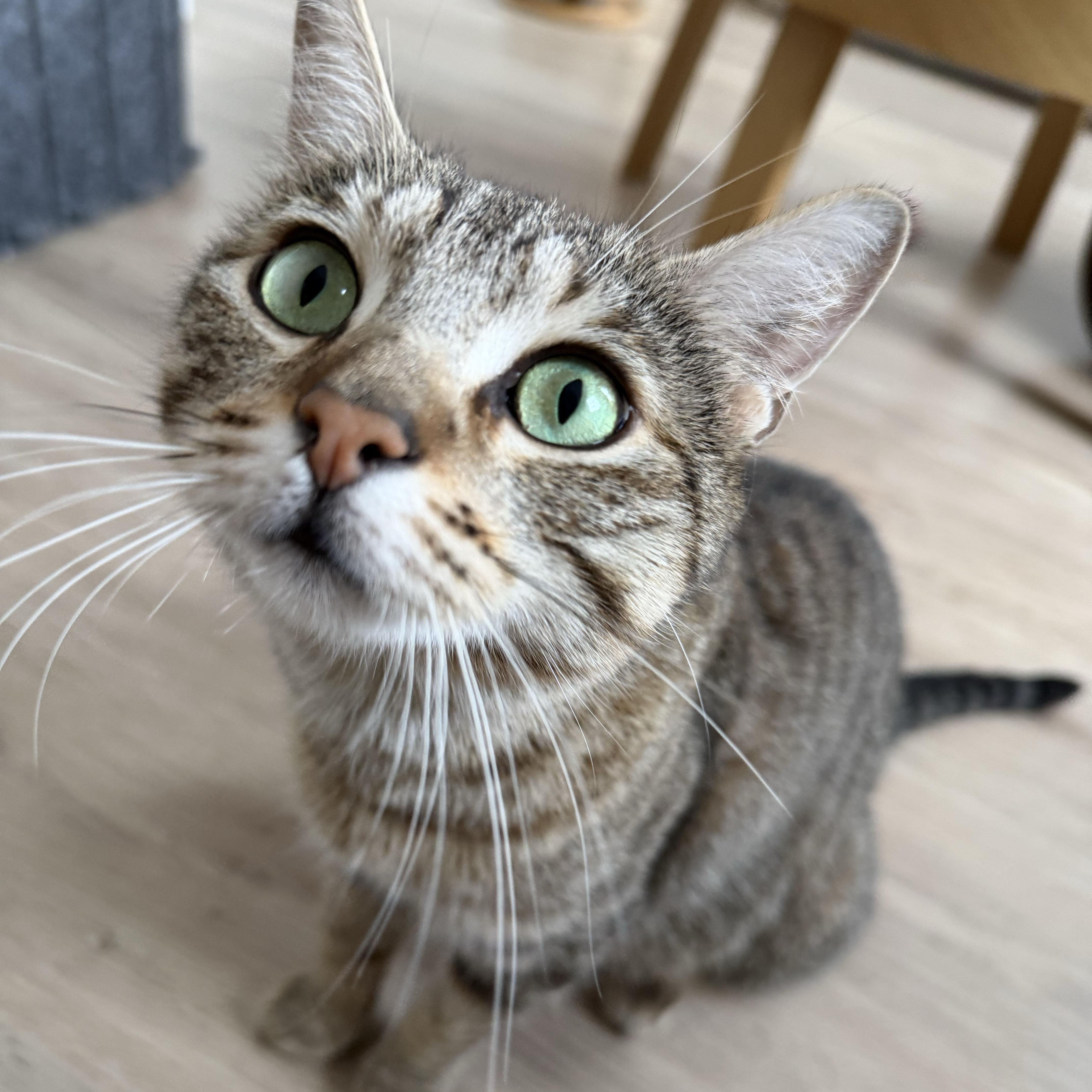 Enlarge Fluff N Fold, a ADOPTABLE Domestic Short Hair in BROOKLYN, NY image 6/6