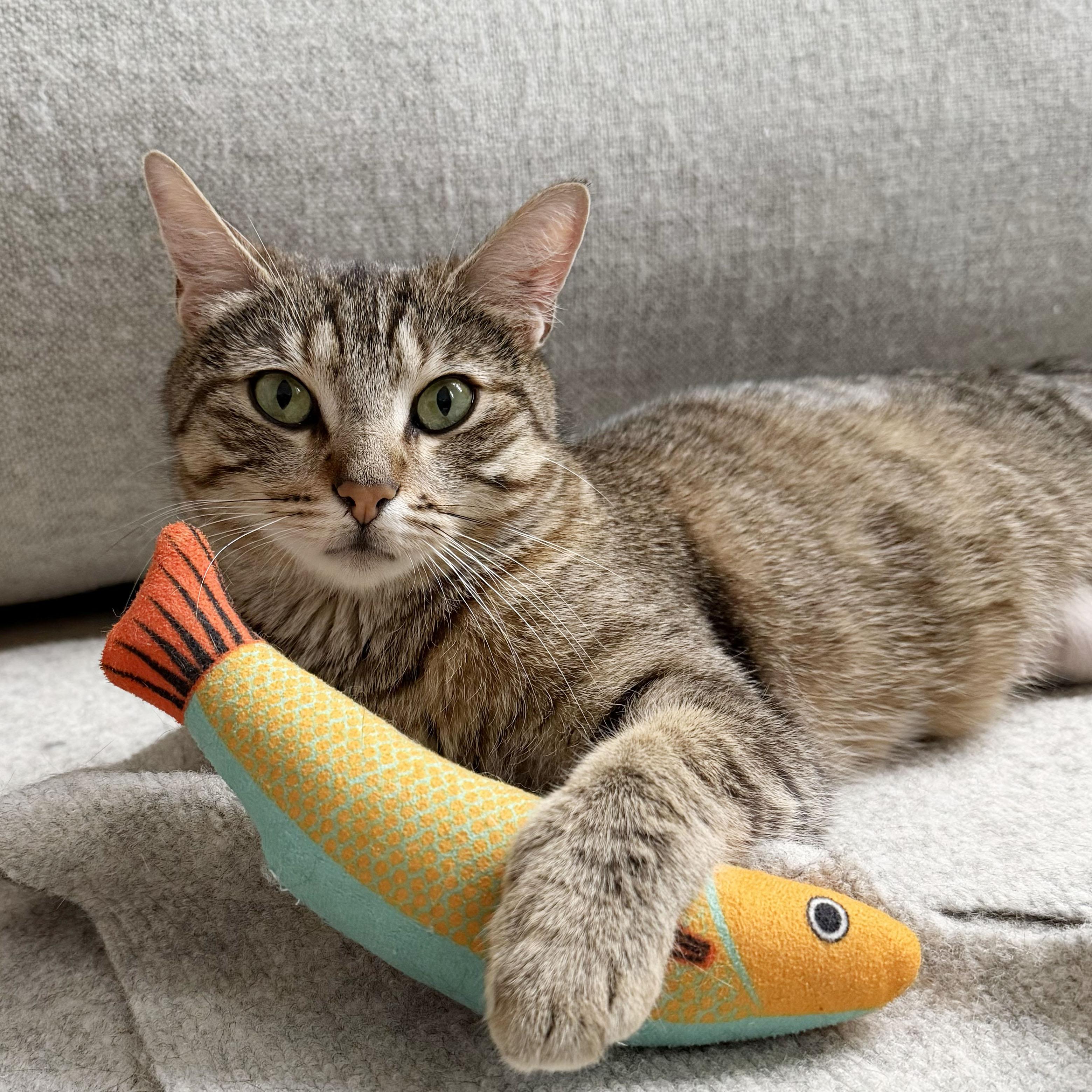 Enlarge Fluff N Fold, a ADOPTABLE Domestic Short Hair in BROOKLYN, NY image 5/6