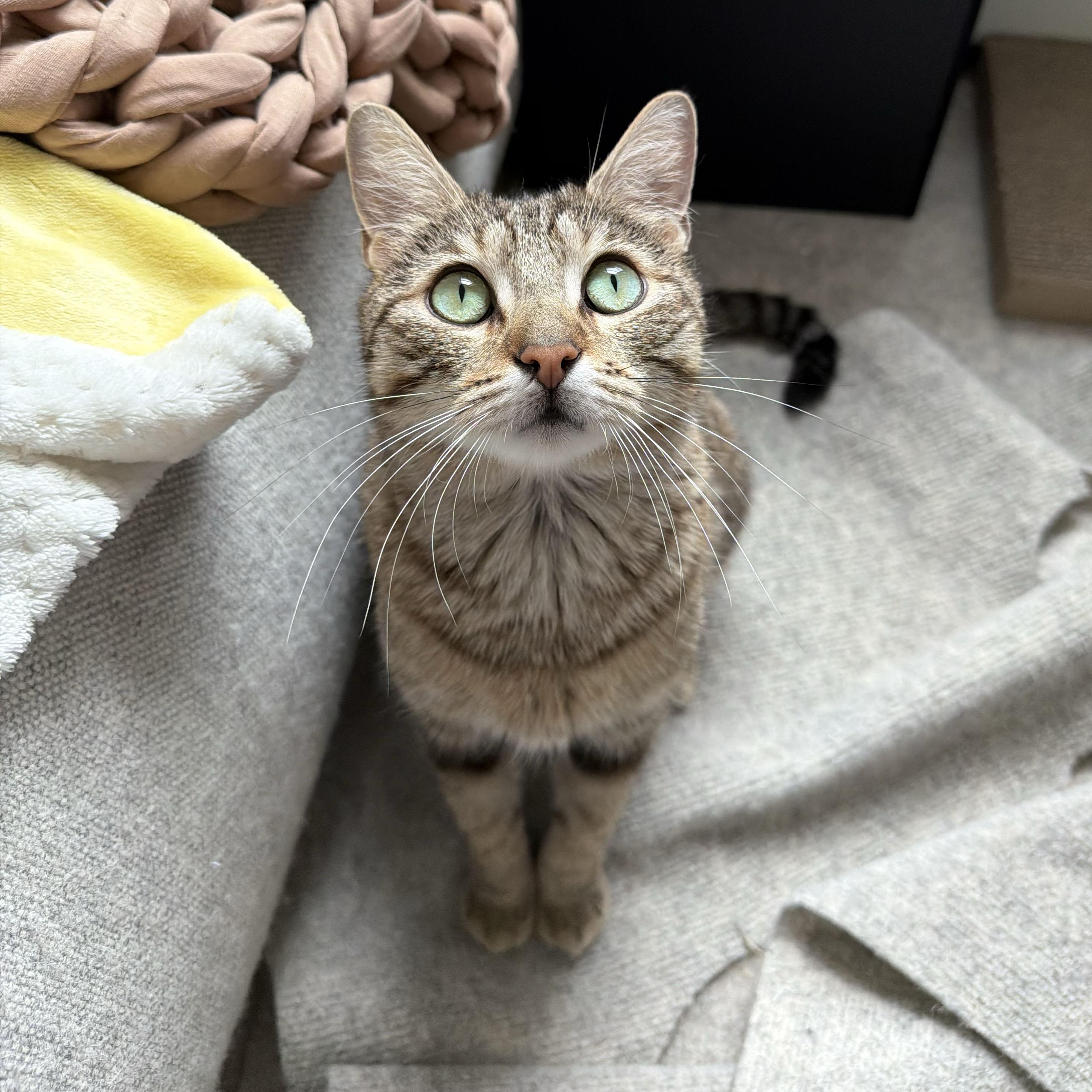 Enlarge Fluff N Fold, a ADOPTABLE Domestic Short Hair in BROOKLYN, NY image 3/6