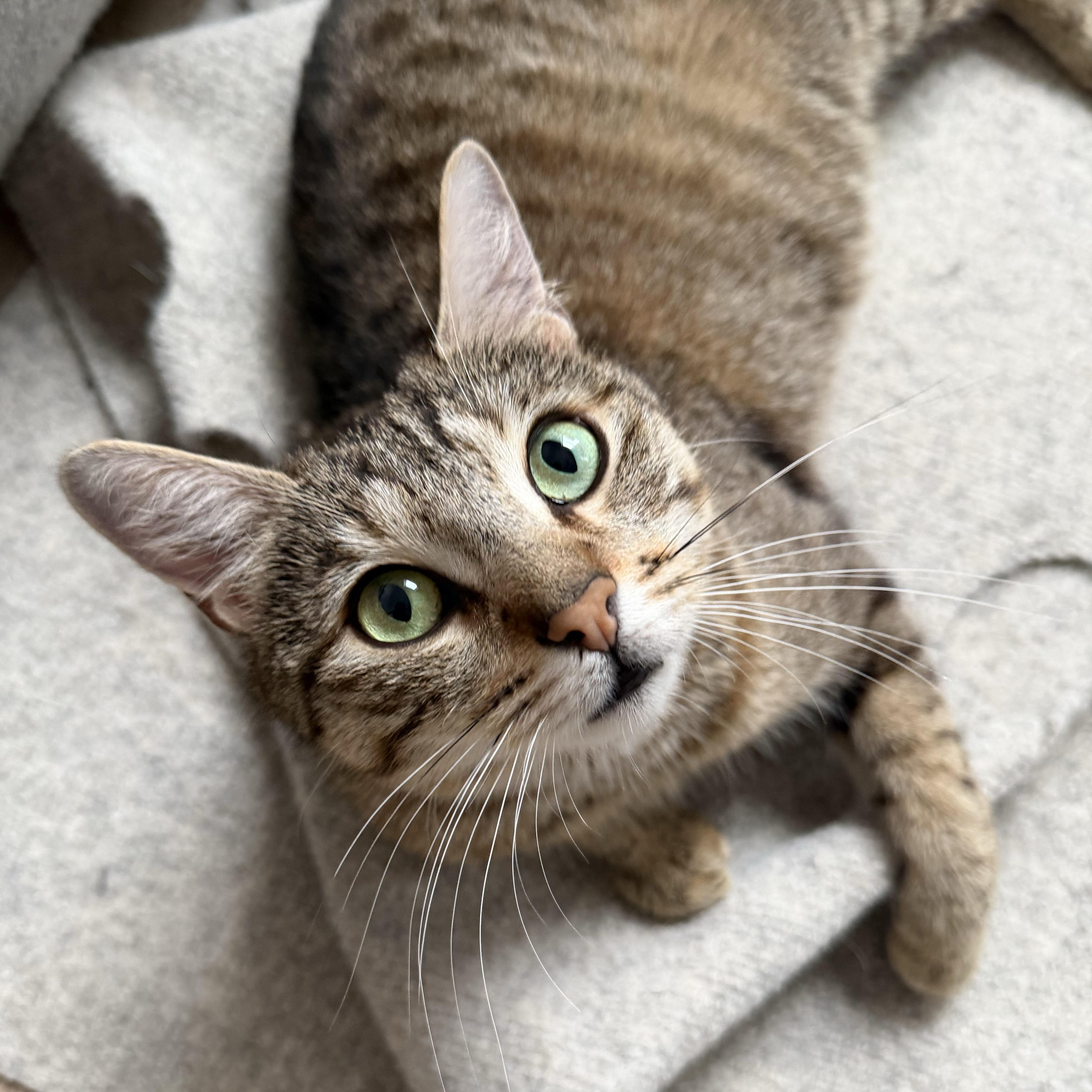 Fluff N Fold, ADOPTABLE, Adult Female Domestic Short Hair.