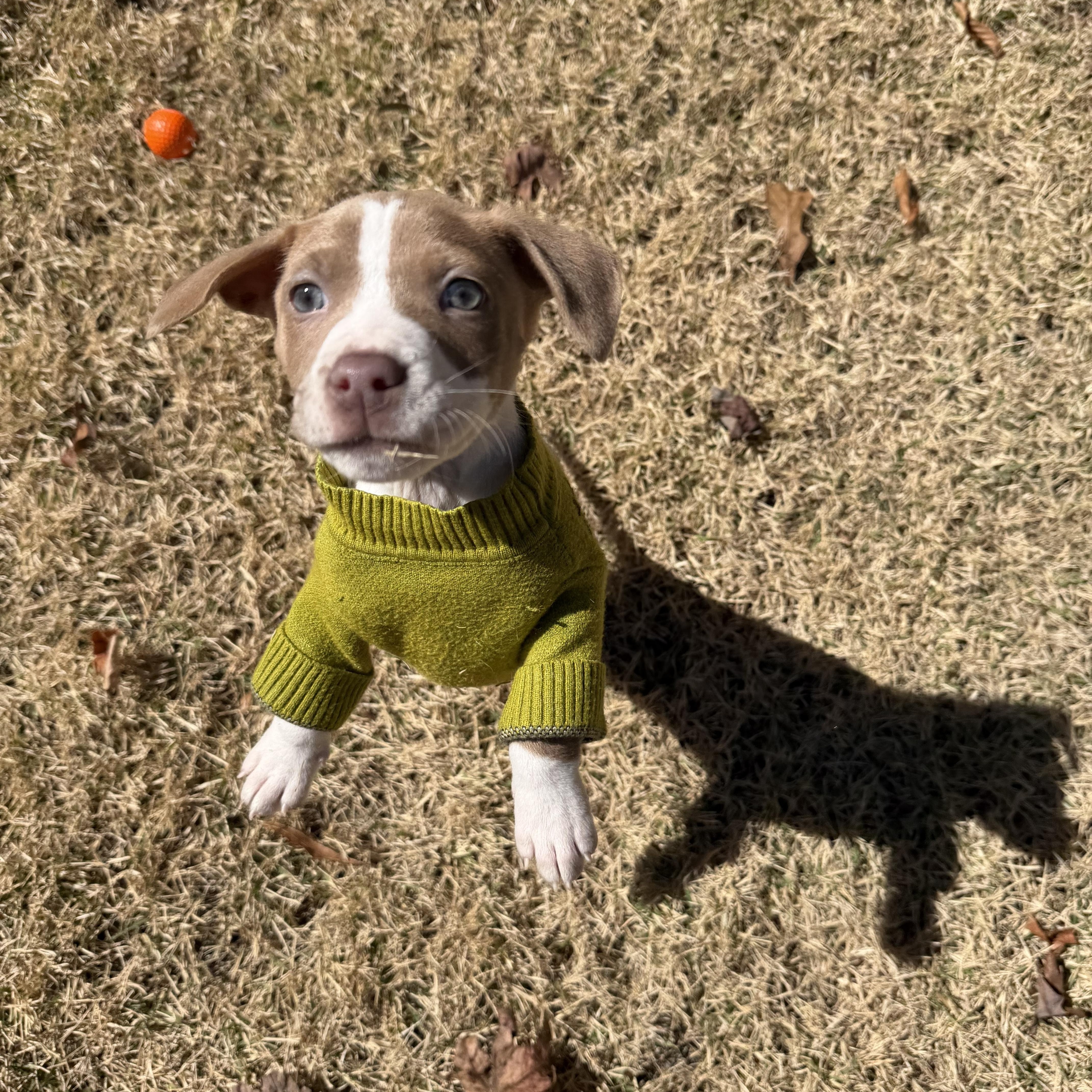 Harlow, an adopted mixed breed in Grayson, GA image 2/4