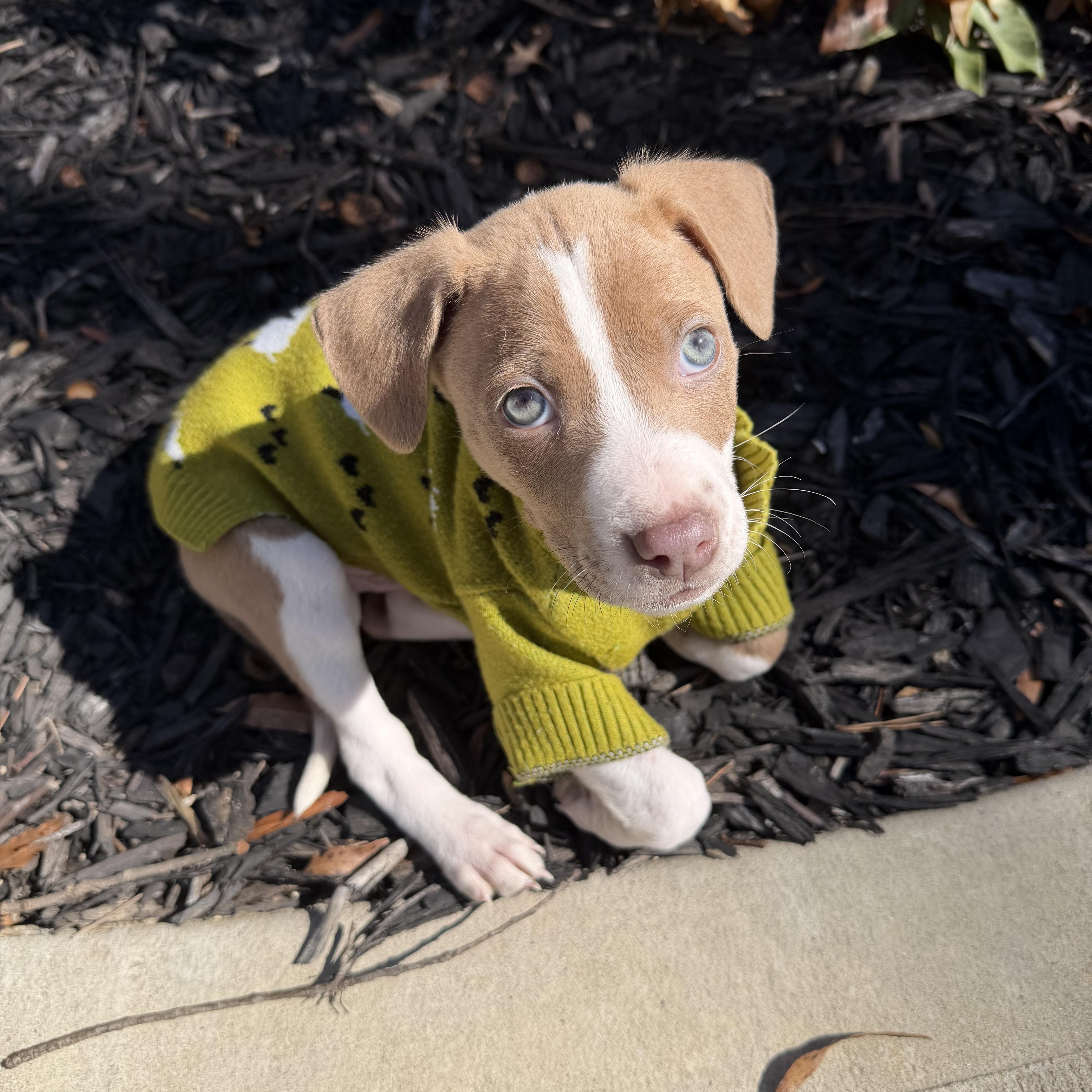Harlow, adopted, Puppy Female Mixed Breed.
