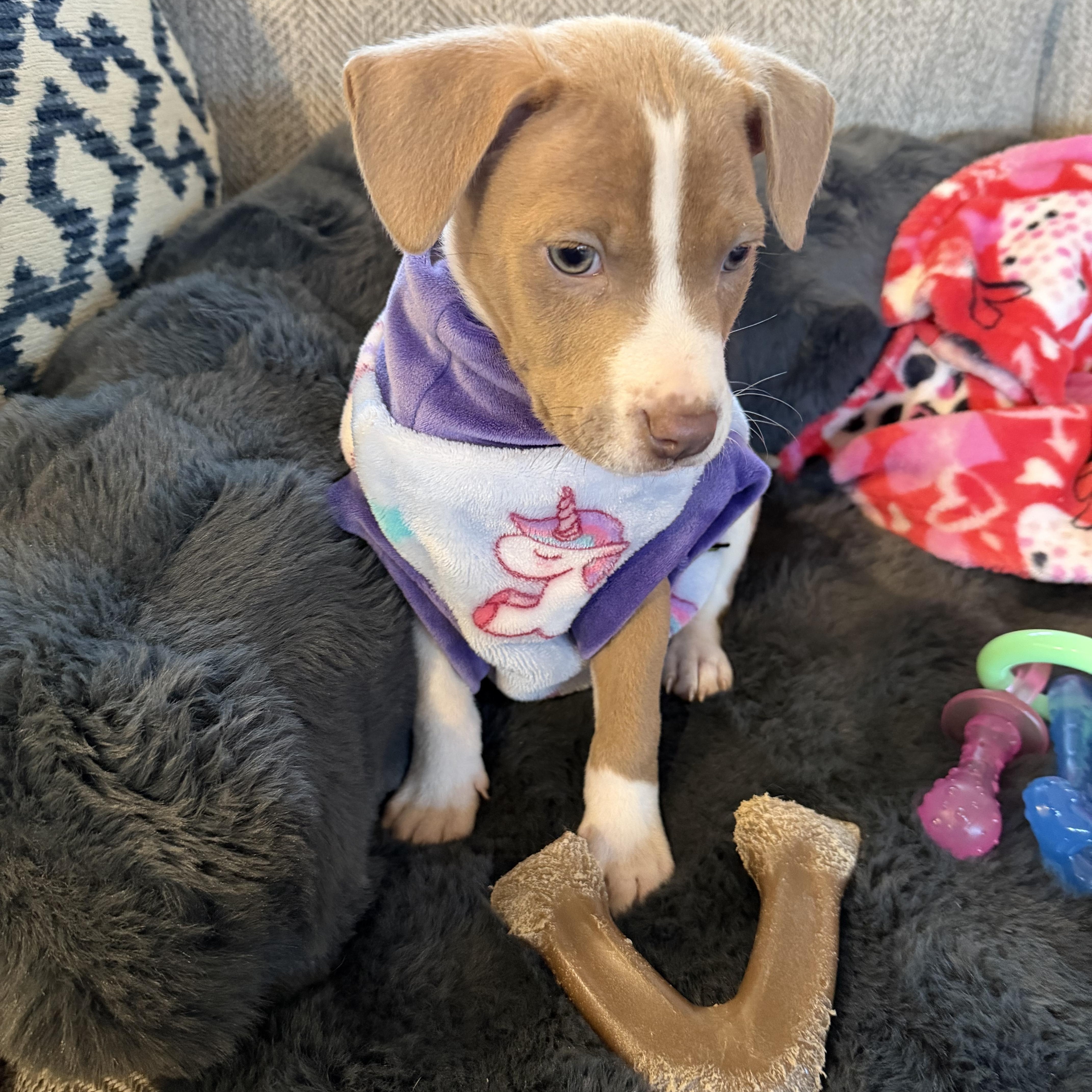 Harlow, an adopted mixed breed in Grayson, GA image 4/4