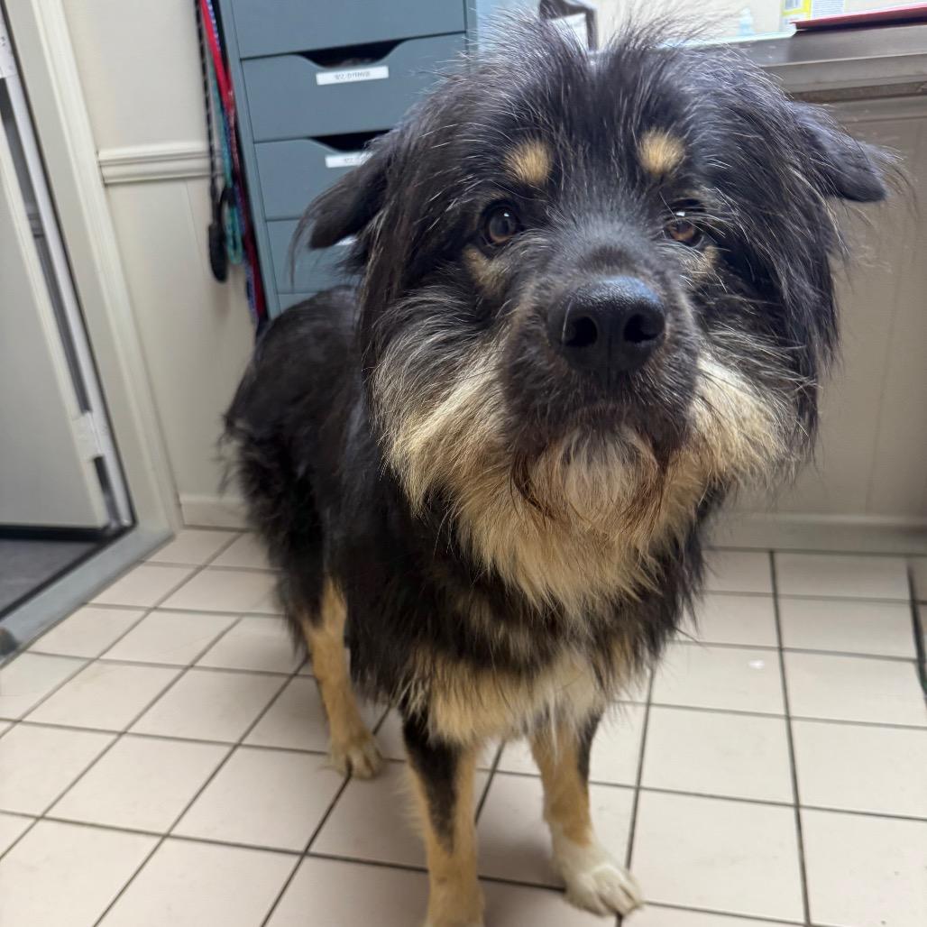 Thor — thumbnail 2