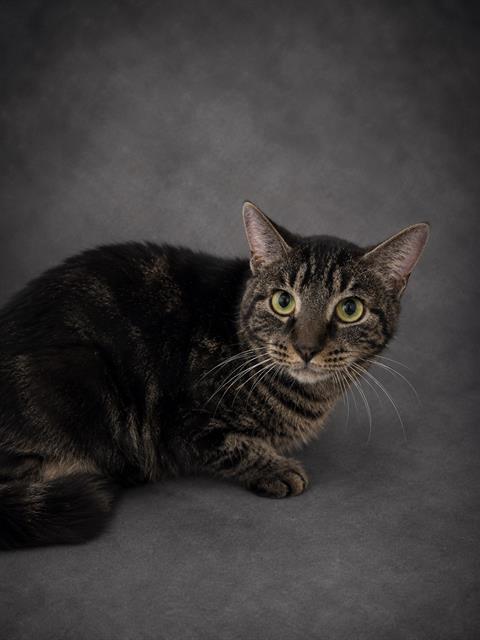 MARCO, Adoptable, Young Male Domestic Short Hair.