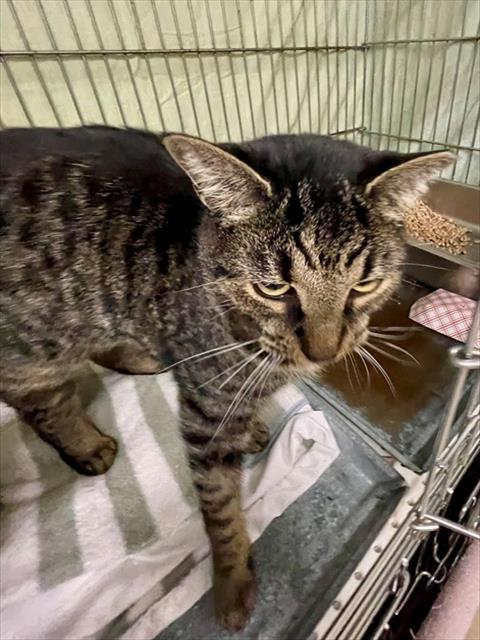 VALAK, Adoptable, Young Male Domestic Short Hair.