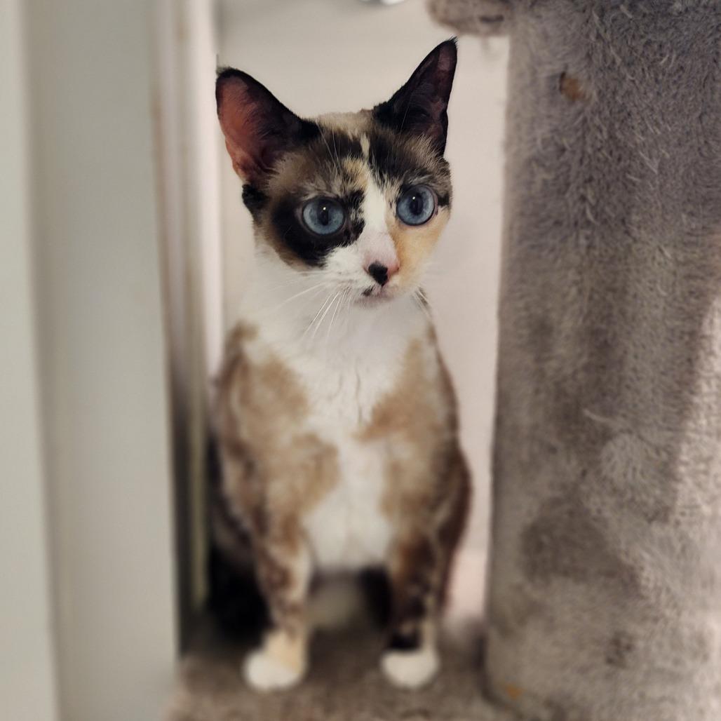 IMELDA, Adoptable, Senior Female Siamese & Domestic Short Hair.