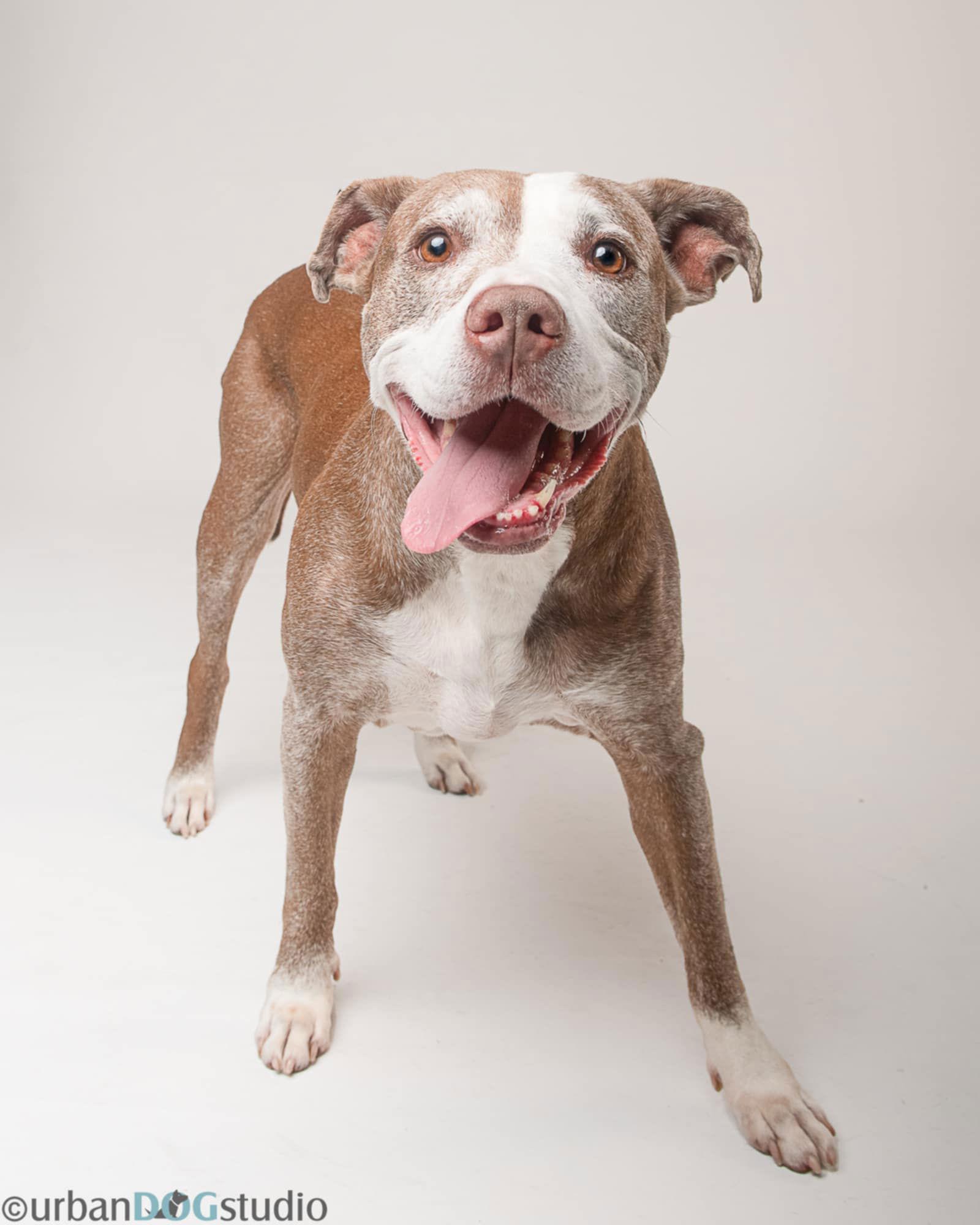 Gucc, Adopted, Senior Male American Bulldog.