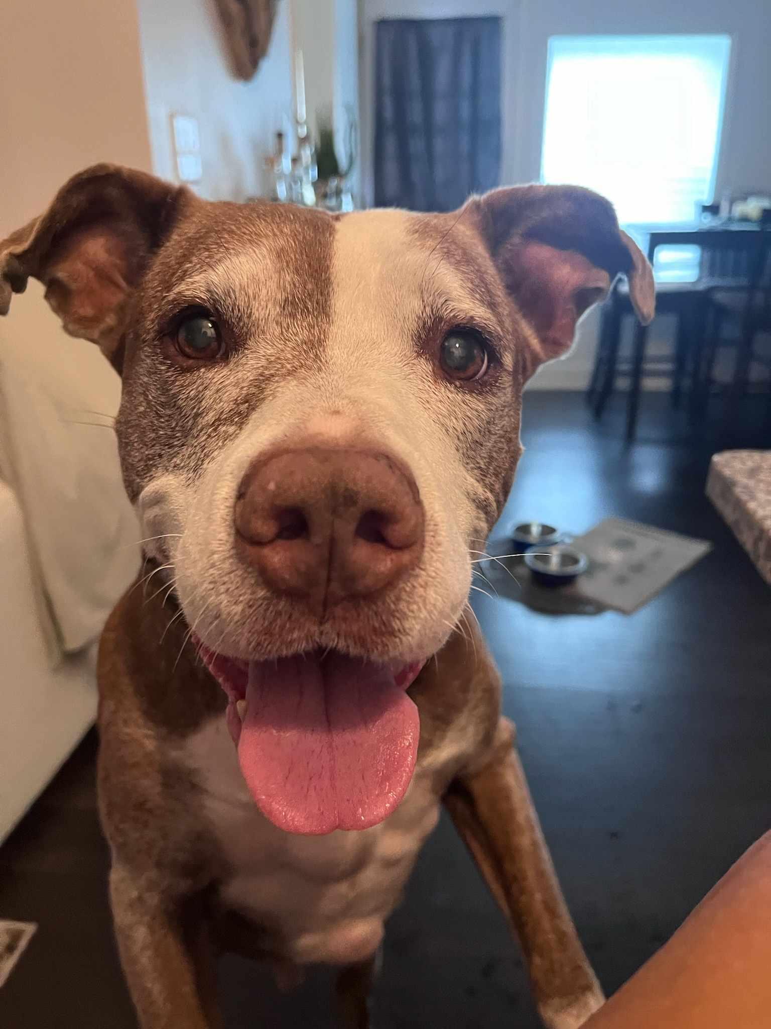 Gucc, a Adopted American Bulldog in Tampa, FL image 2/3