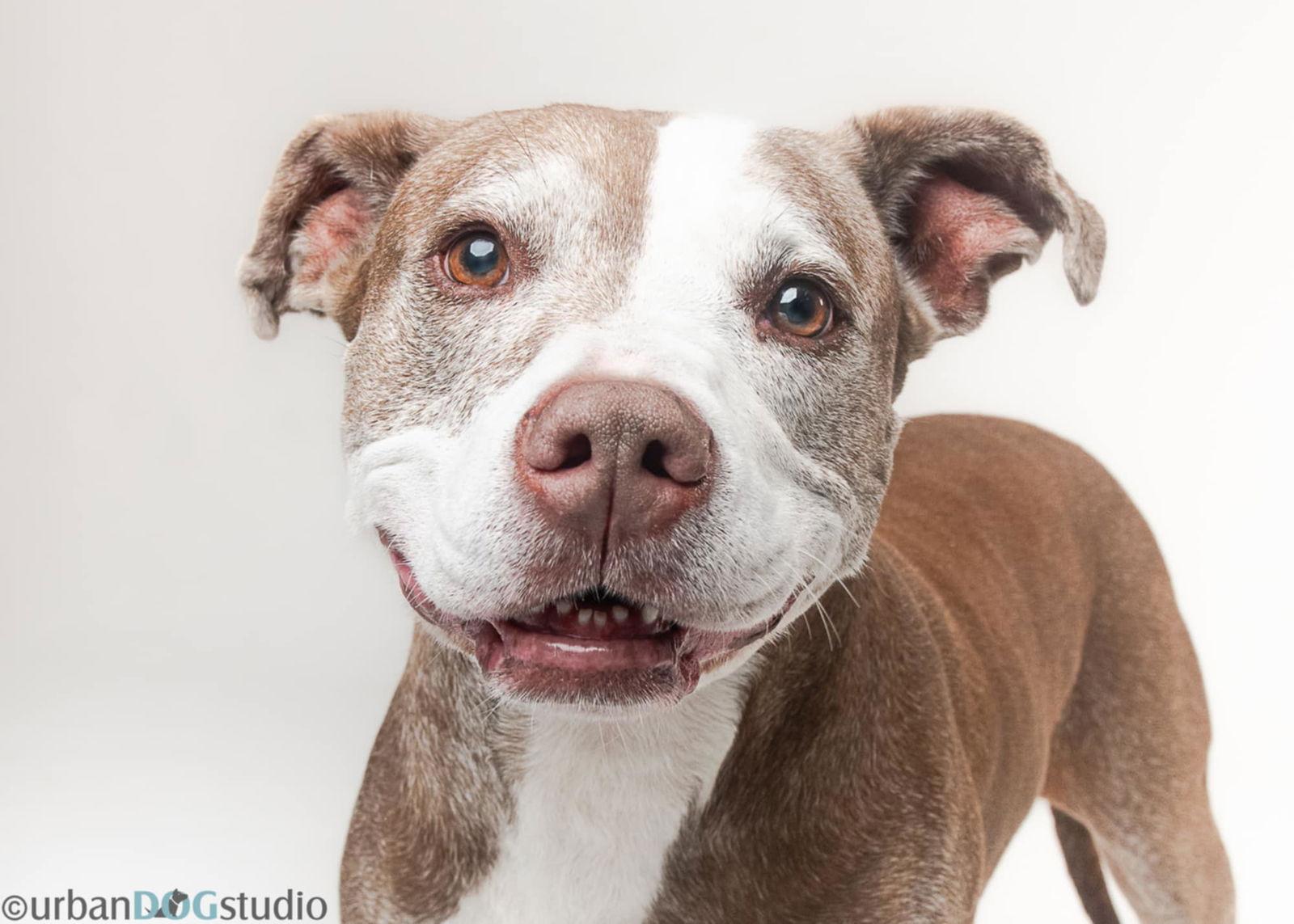 Gucc, a Adopted American Bulldog in Tampa, FL image 3/3