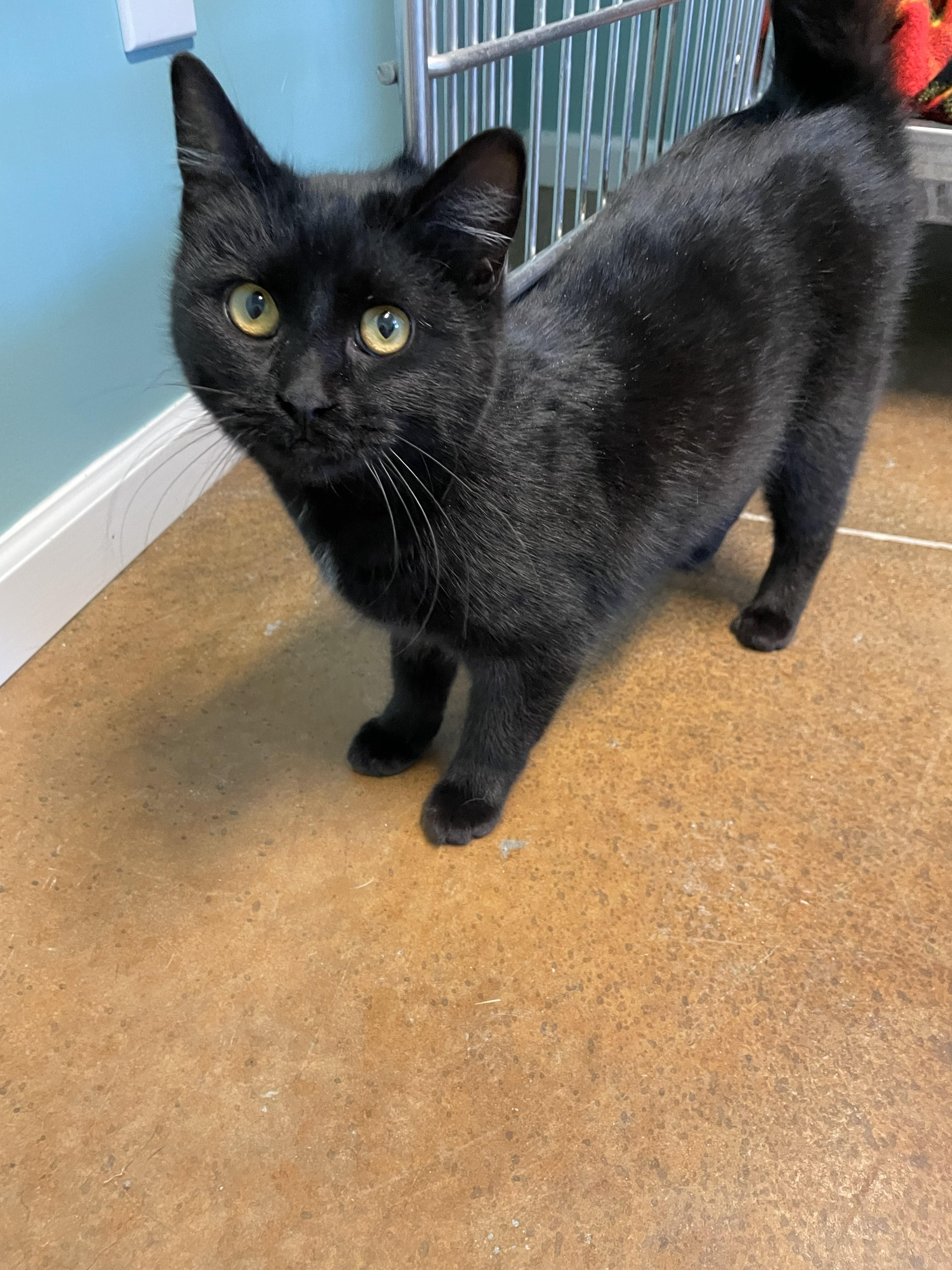 Enlarge Sparky, a ADOPTABLE Domestic Medium Hair in Boonville, MO image 1/1