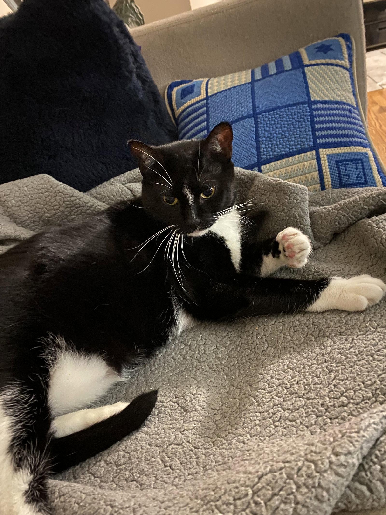 Nina, a Adoptable Domestic Short Hair in Wheaton, IL image 2/3