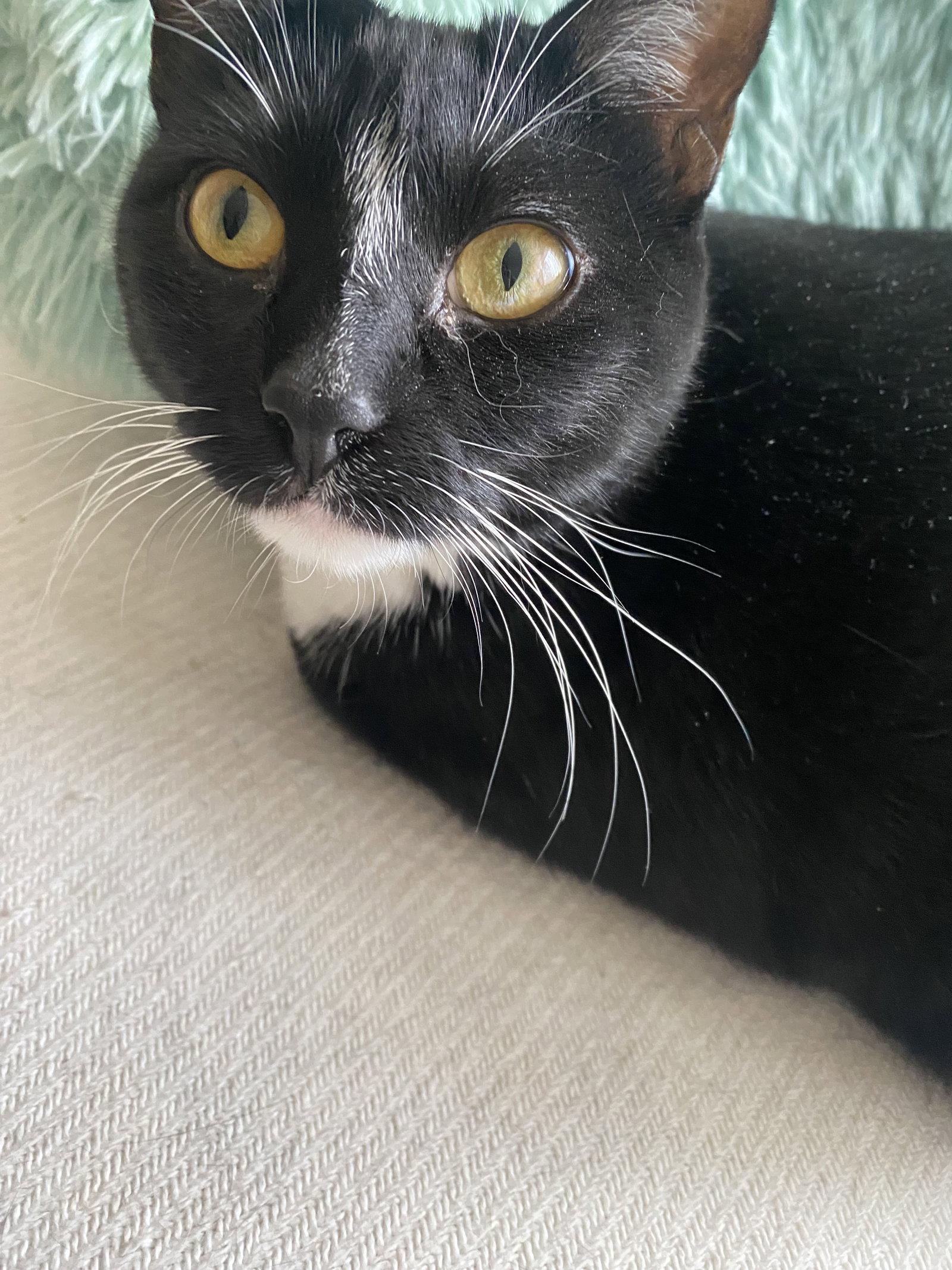Nina, a Adoptable Domestic Short Hair in Wheaton, IL image 3/3