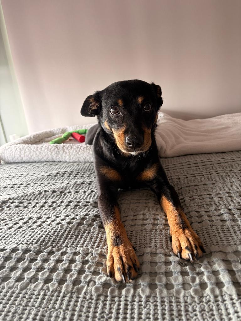 Bandi, Adoptable, Adult Female Shepherd & Terrier.