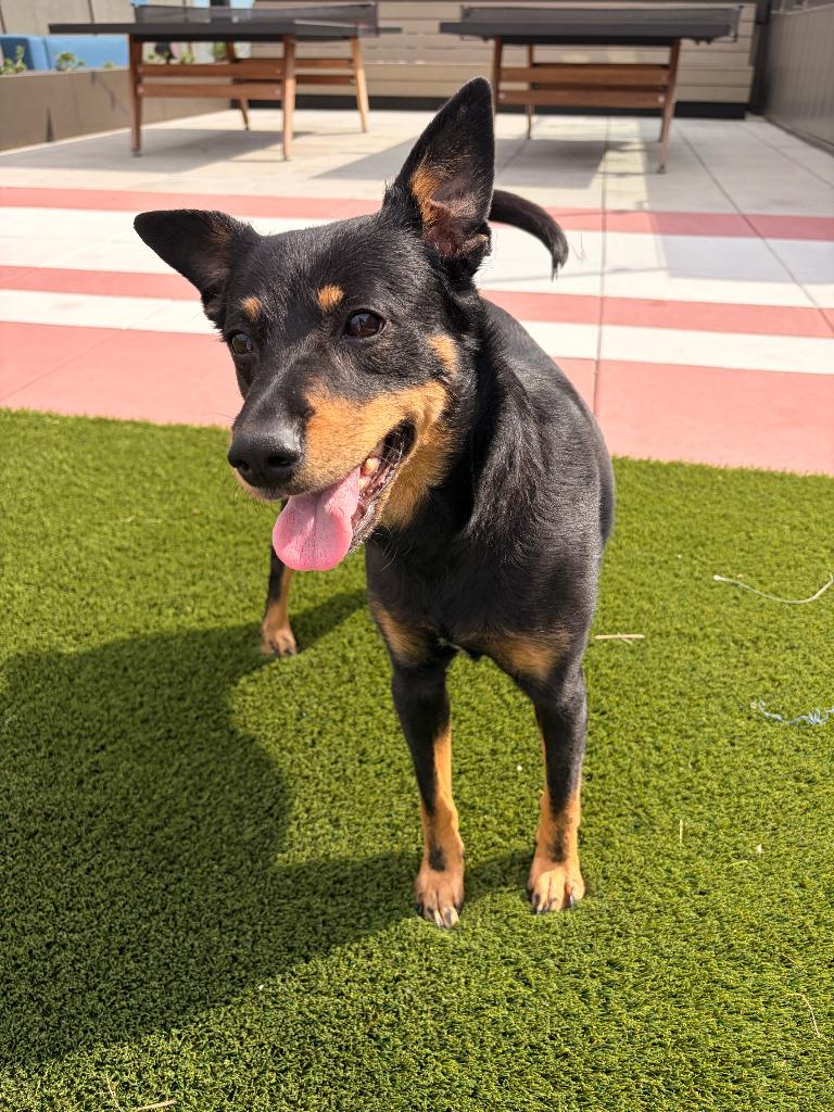 Enlarge Bandi, a Adoptable mixed breed in Bloomington, IN image 2/3