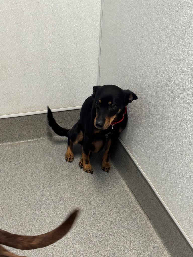 Enlarge Bandi, a Adoptable mixed breed in Bloomington, IN image 3/3