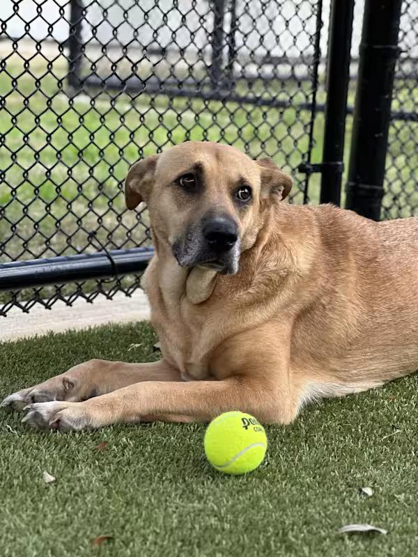 Lady, Adult Female Black Mouth Cur