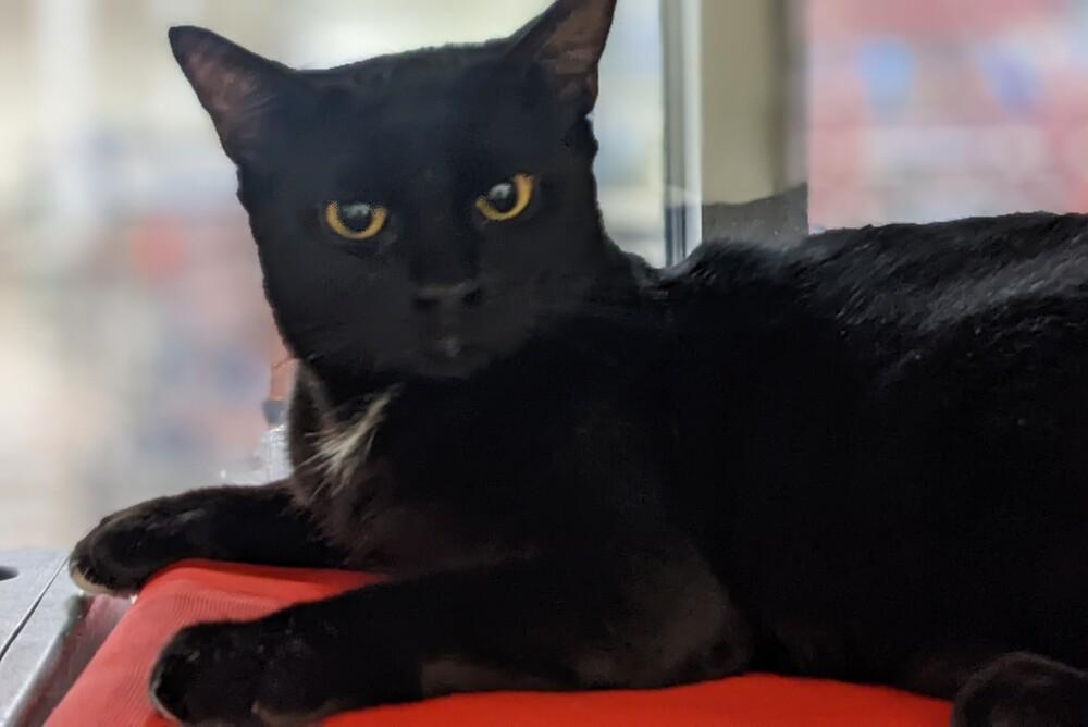 Enlarge Beauty, a Adoptable Domestic Short Hair in Anoka, MN image 1/2