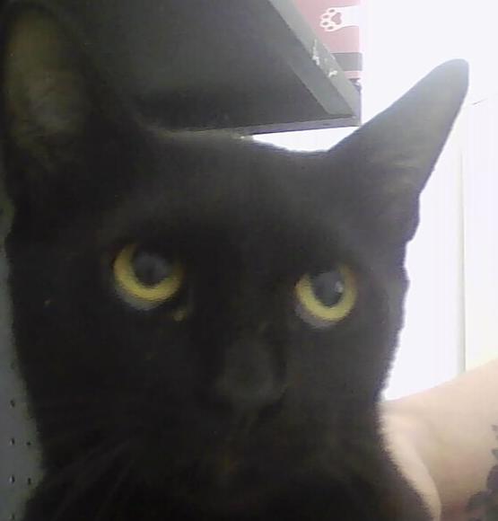 Enlarge Beauty, a Adoptable Domestic Short Hair in Anoka, MN image 2/2