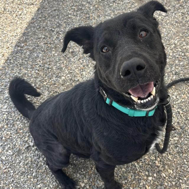 MONTANA, Adoptable, Young Female Labrador Retriever & Mixed Breed.