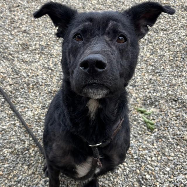 MONTANA, Adoptable, Young Female Labrador Retriever & Mixed Breed.