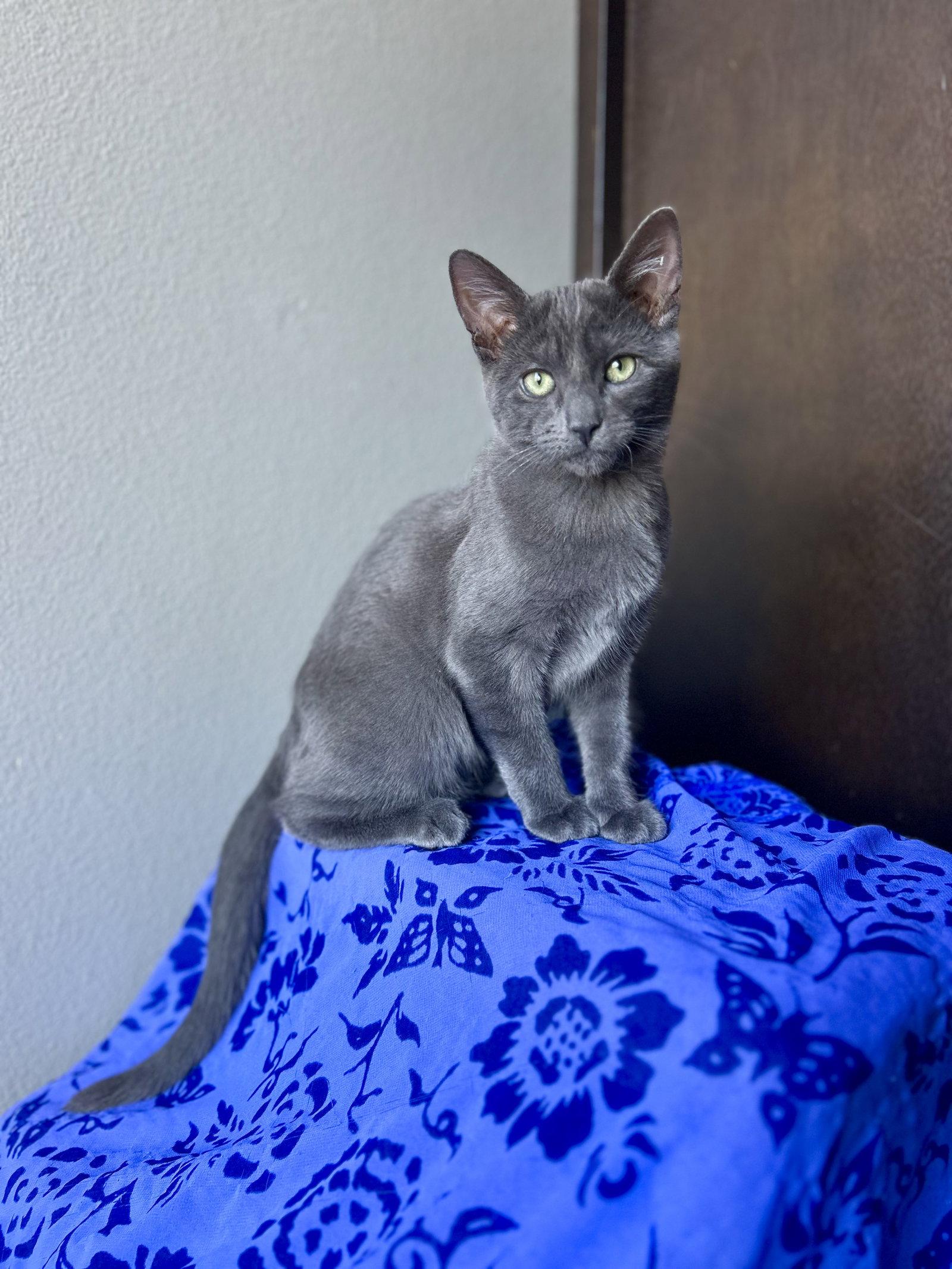 Enlarge Rocky E, a Adoptable mixed breed in Laguna Niguel, CA image 2/3