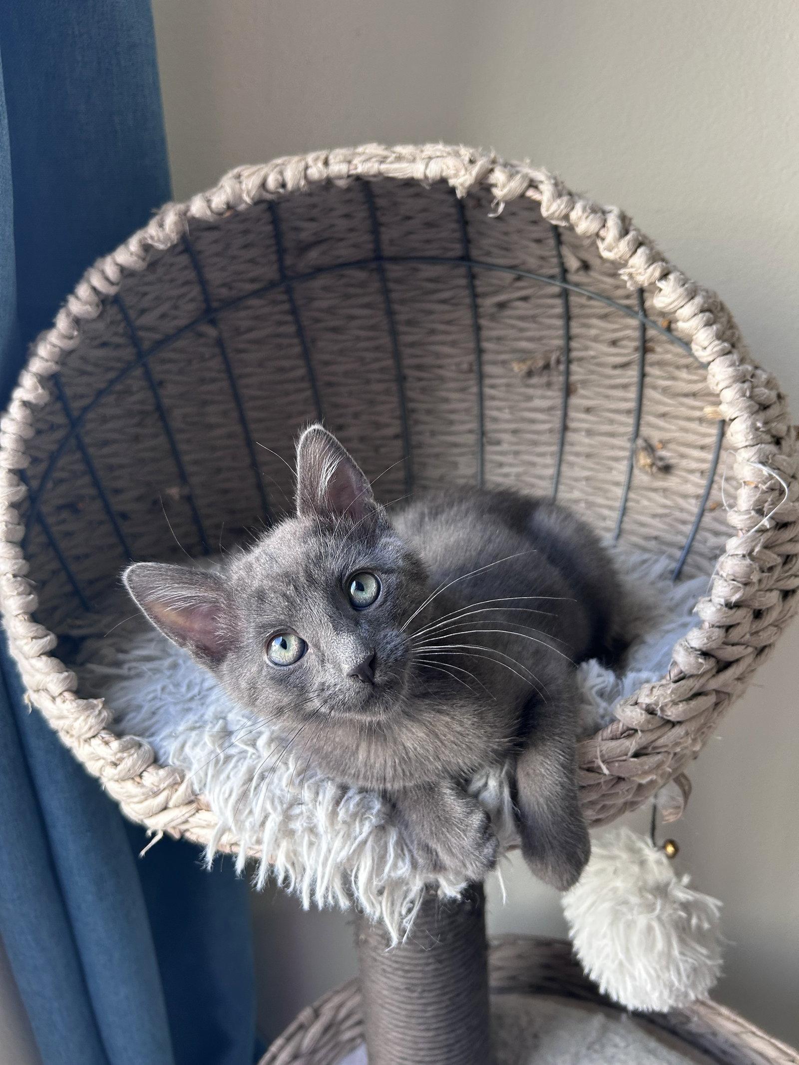 Enlarge Rocky E, a Adoptable mixed breed in Laguna Niguel, CA image 3/3