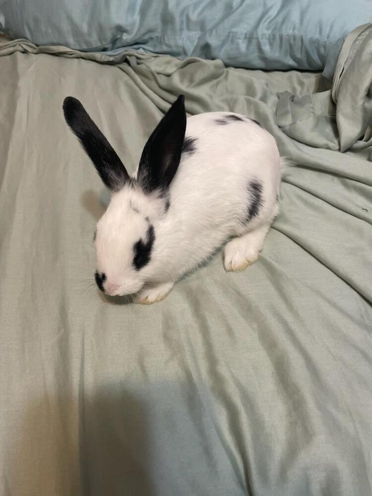 Coconut, a Adoptable English Spot in Melbourne, FL image 1/3