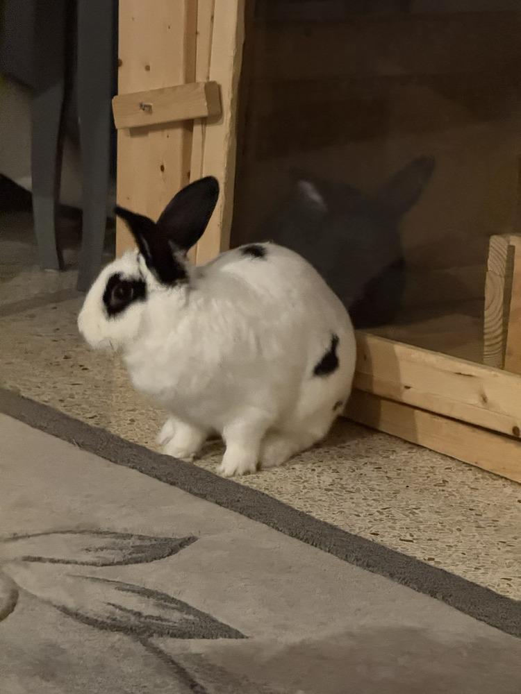 Coconut, a Adoptable English Spot in Melbourne, FL image 3/3