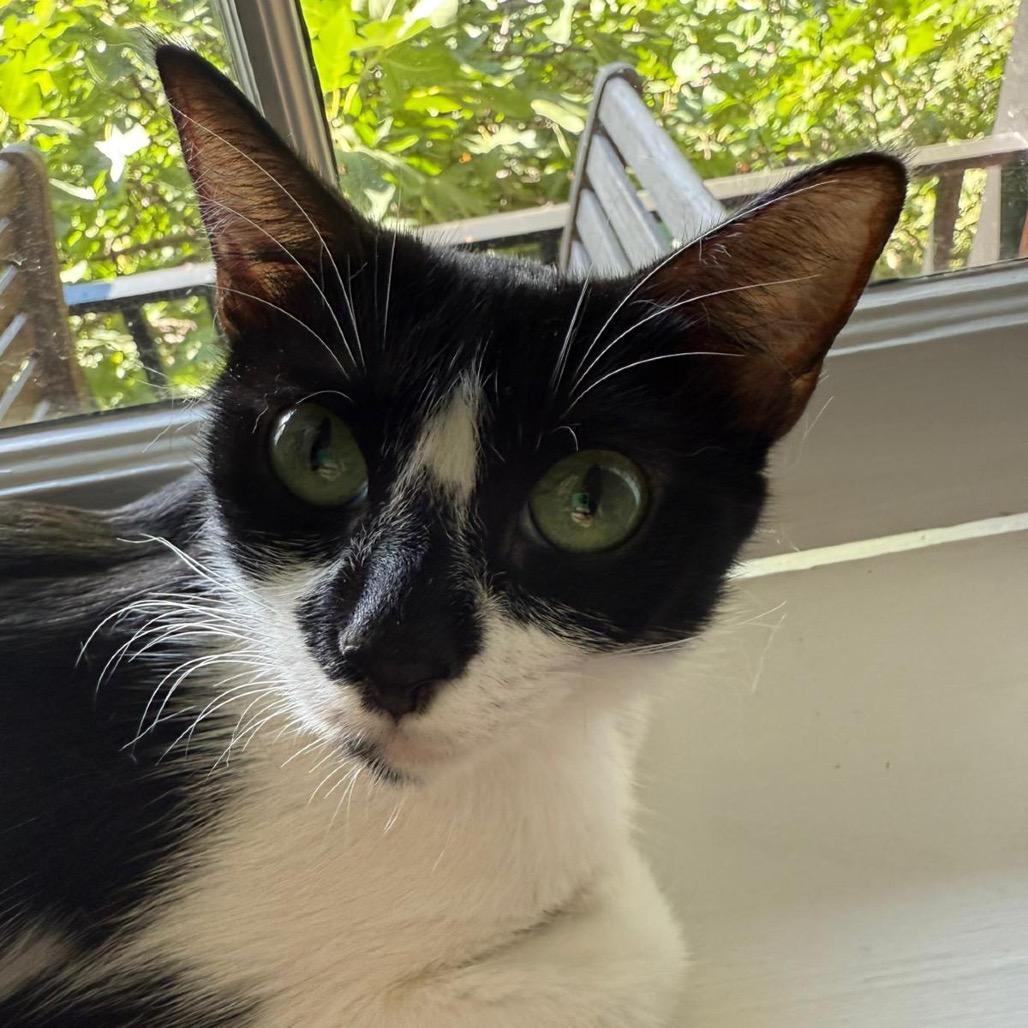 Enlarge Beverly Cleary, a Adoptable Domestic Medium Hair in Fort Belvoir, VA image 1/1