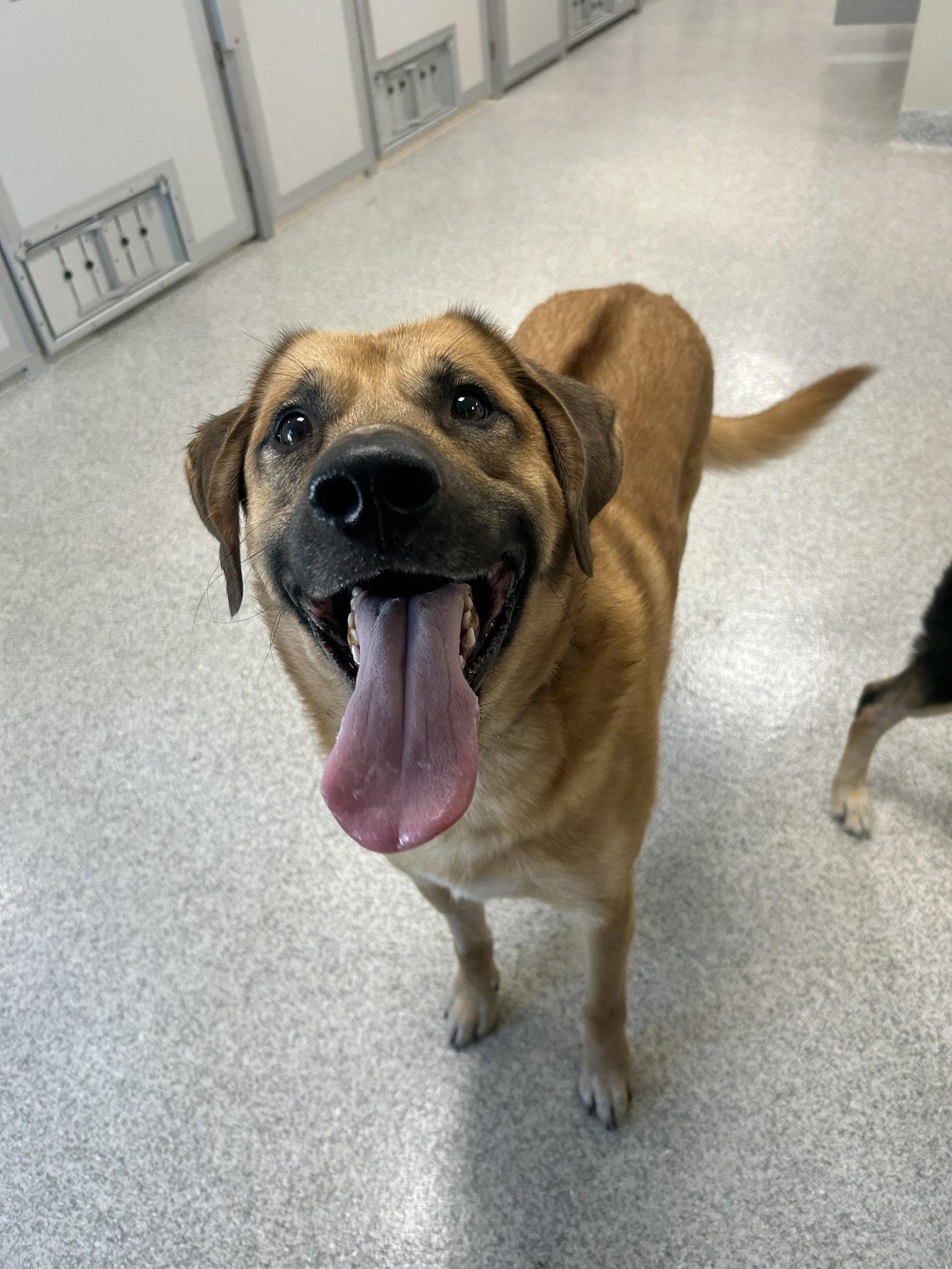 Hickory, Adoptable, Young Male Rhodesian Ridgeback & Great Pyrenees.