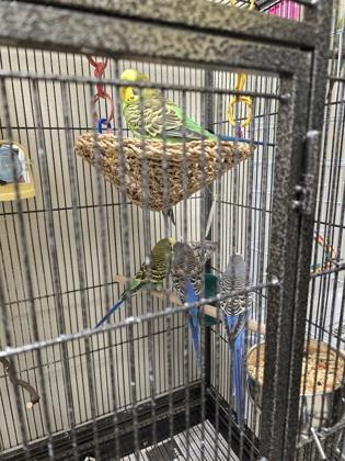 Cheese Danish, Adoptable, Adult Male Budgie / Budgerigar.