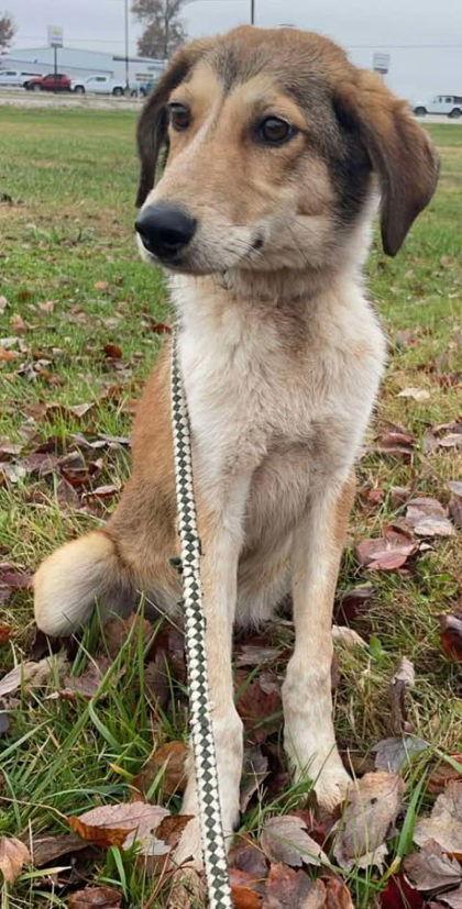 Enlarge Gameboy, a Adoptable mixed breed in Sullivan, IN image 1/1