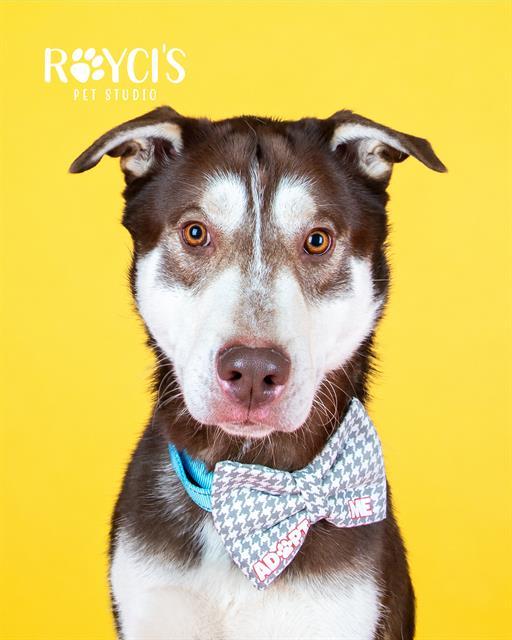 Enlarge REDMOND, a Adoptable Siberian Husky in West Valley City, UT image 1/1