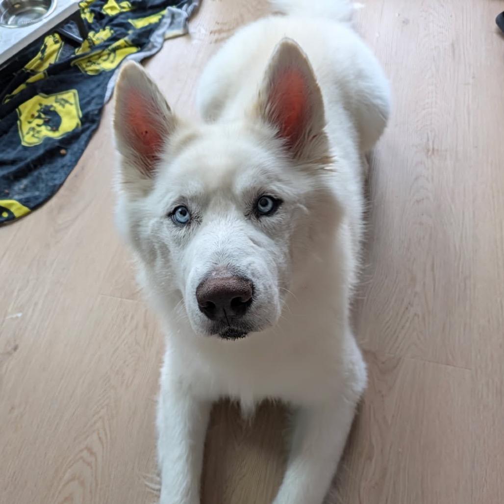 Blue, Adoptable, Senior Male Samoyed & Husky.