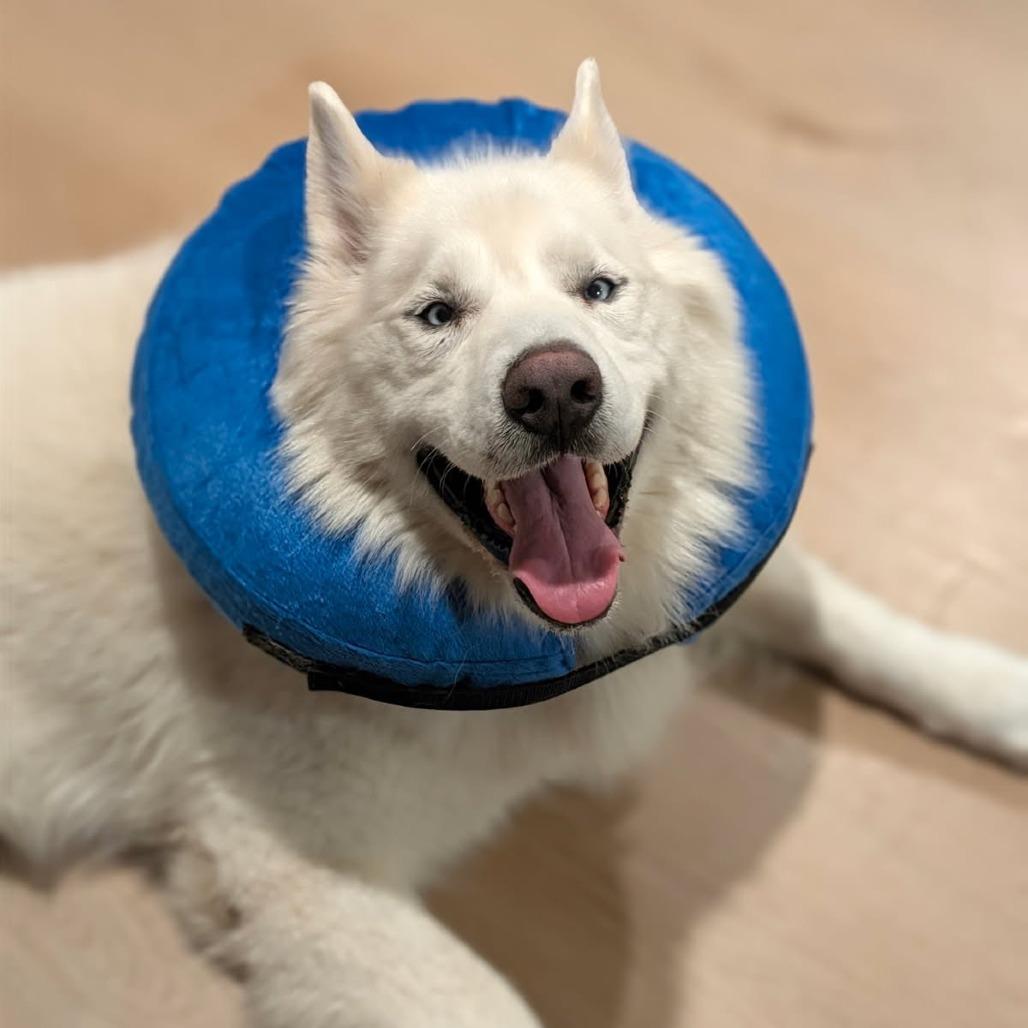 Enlarge Blue, a Adoptable mixed breed in Los Angeles, CA image 2/5